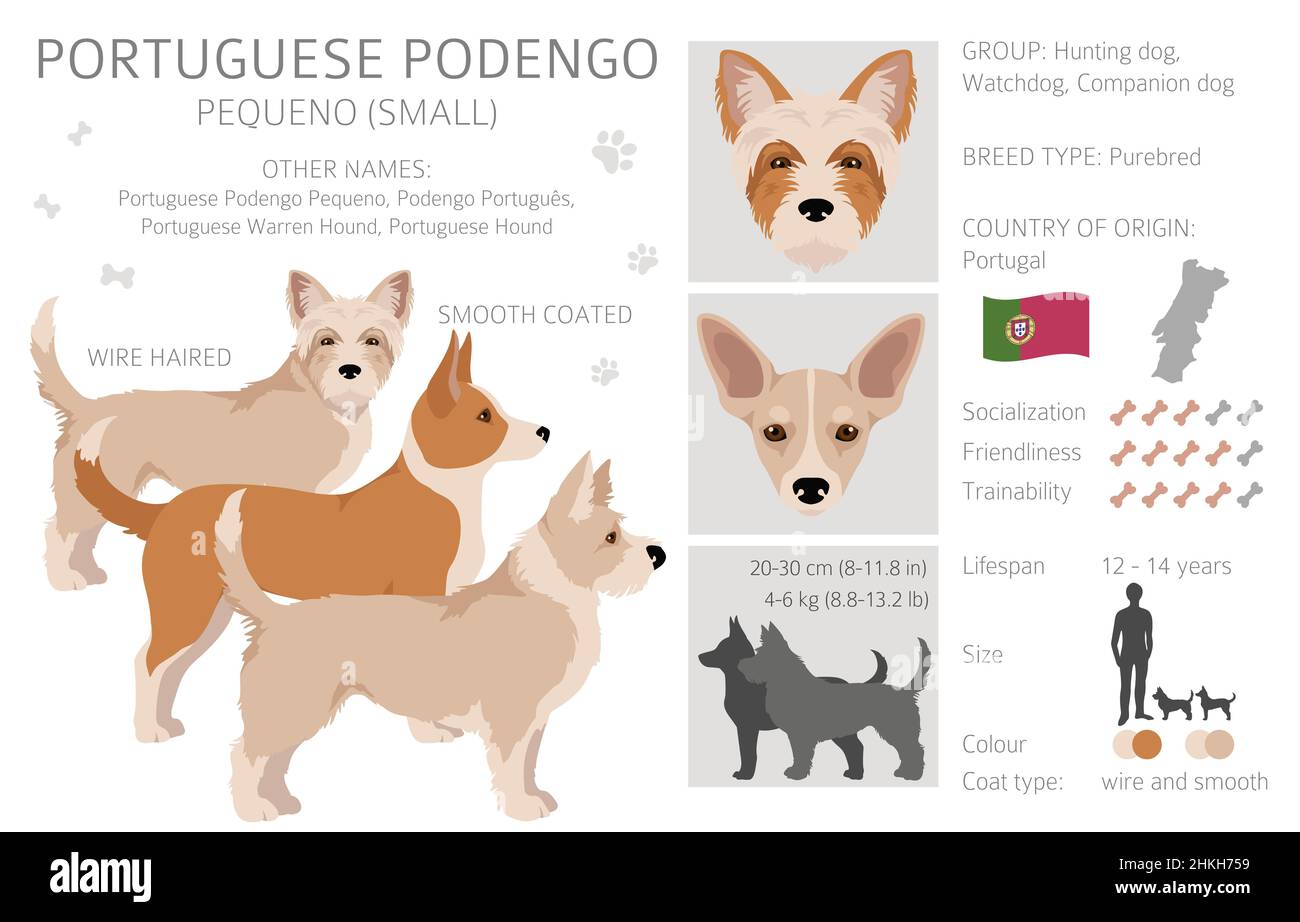 Portuguese Podengo Pequeno clipart. Different poses, coat colors set.  Vector illustration Stock Vector
