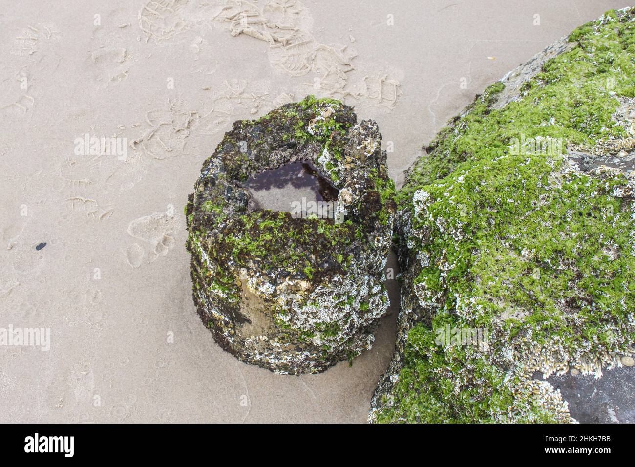 Barnacles and mos on rocks at the beach at Byron Bay Australia Stock ...
