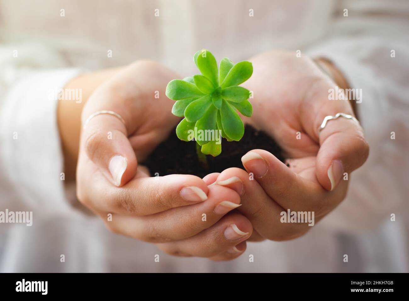 Hands of a young girl holding a small plant Stock Photo - Alamy