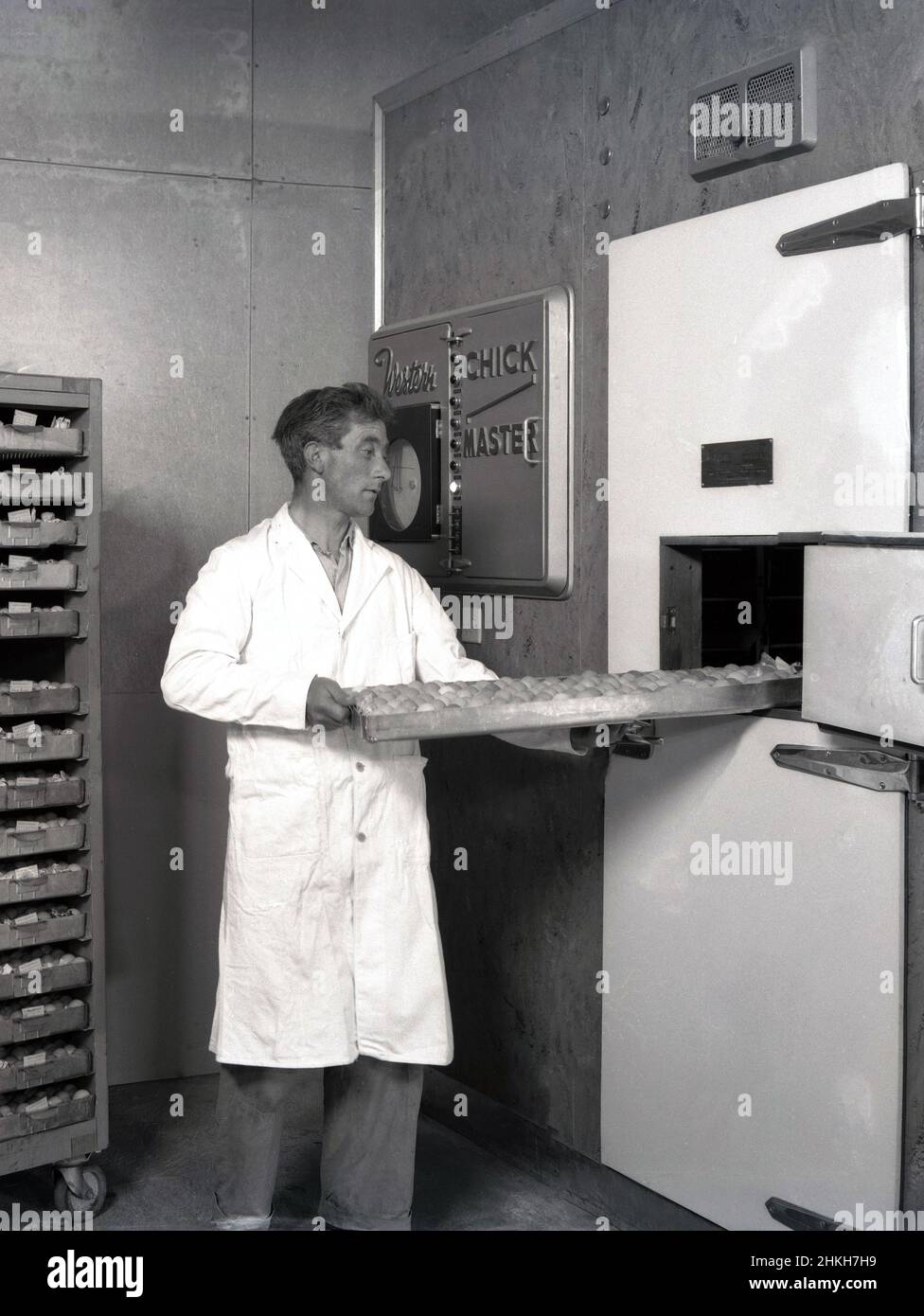 1950s, historical, a male worker in a white coat putting a tray of eggs into an incubator, a Western Chick Master, England, UK. artificial incubation for hatching eggs began in the 1920s, when the first electrically heated and regulated mammoth incubator was invented. The need was to combine a fan and heater to regulate temperature and humidity. Chick Master was founded in 1948 in Cleveland, Ohio, USA. The 1950s saw poultry become a food that more people chose to eat and saw the start of of the British broiler industry, chickens raised for their meat, as opposed to ones which lay eggs. Stock Photo