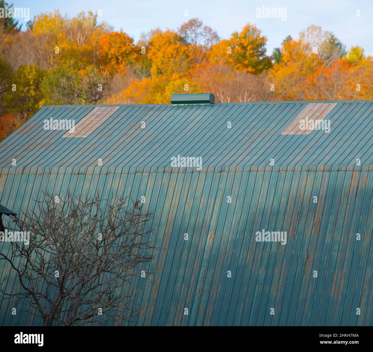blue grey steel metal barn roof fall autumn colored orange leaves  in background one tree with no leaves in front of barn in rural area of Ontario Stock Photo