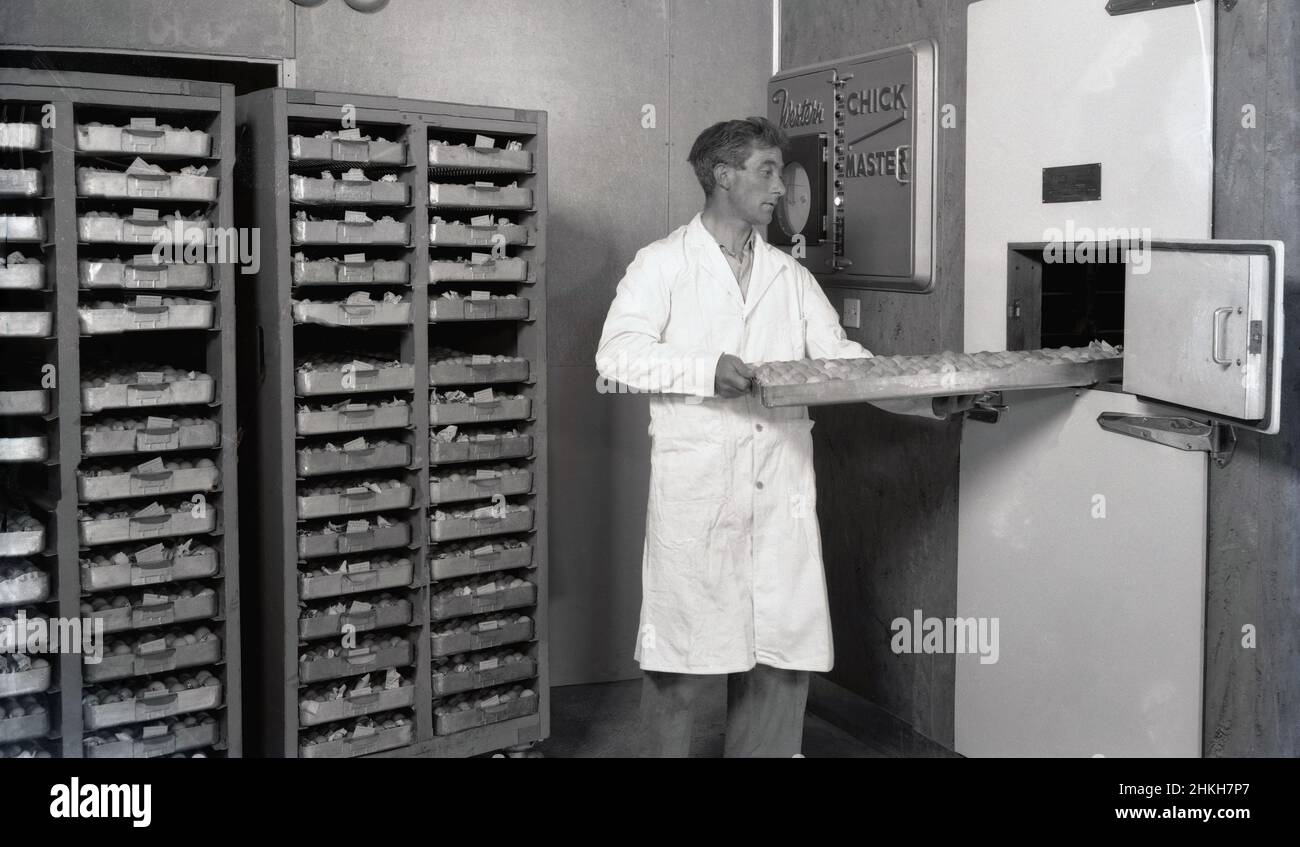 1950s, historical, a male worker in a white coat putting a tray of eggs into an incubator, a Western Chick Master, England, UK. artificial incubation for hatching eggs began in the 1920s, when the first electrically heated and regulated mammoth incubator was invented. The need was to combine a fan and heater to regulate temperature and humidity. Chick Master was founded in 1948 in Cleveland, Ohio, USA. The 1950s saw poultry become a food that more people chose to eat and saw the start of of the British broiler industry, chickens raised for their meat, as opposed to ones which lay eggs. Stock Photo