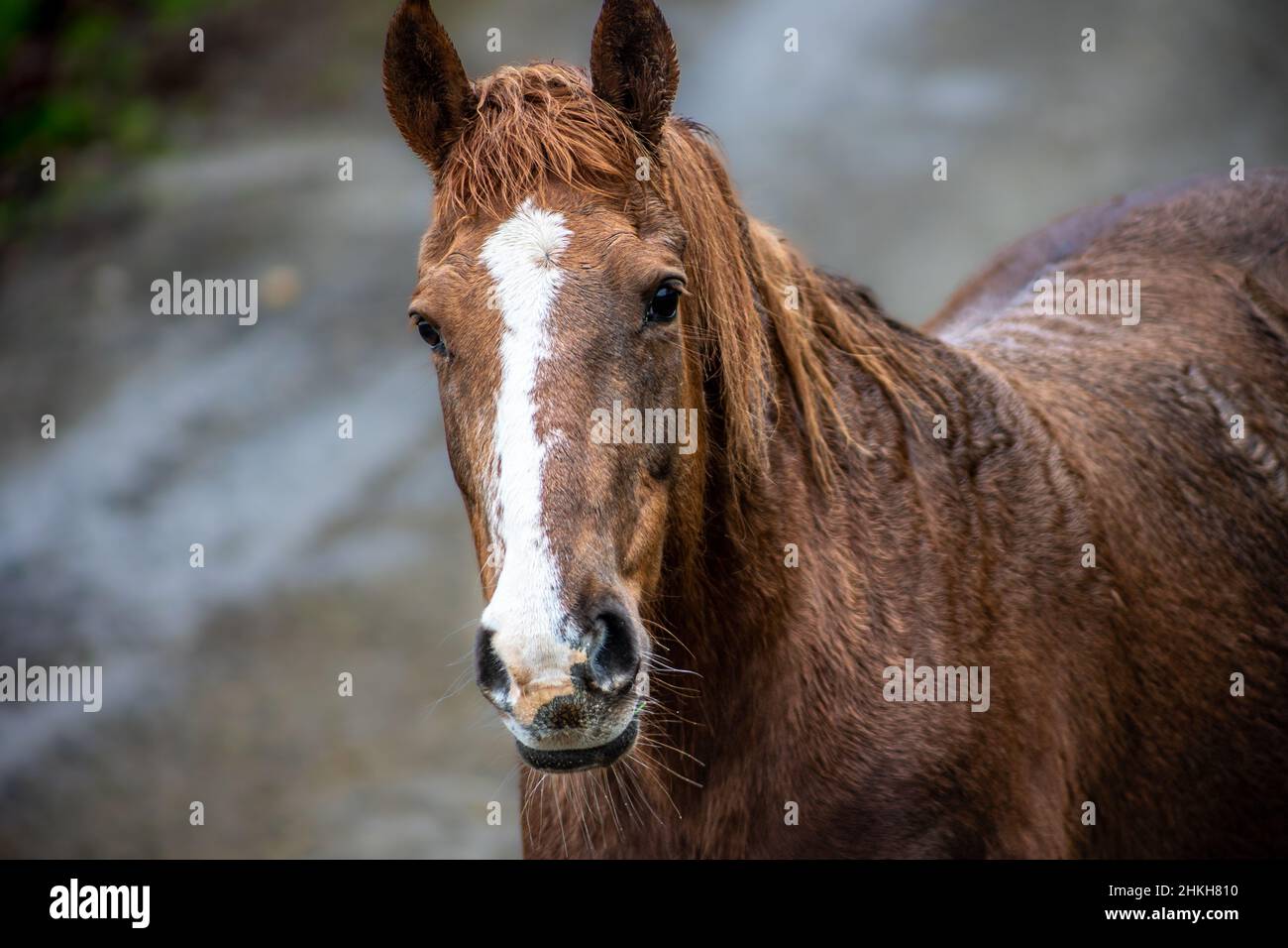Brown Horse with matching brown mane, Bristol, England Stock Photo