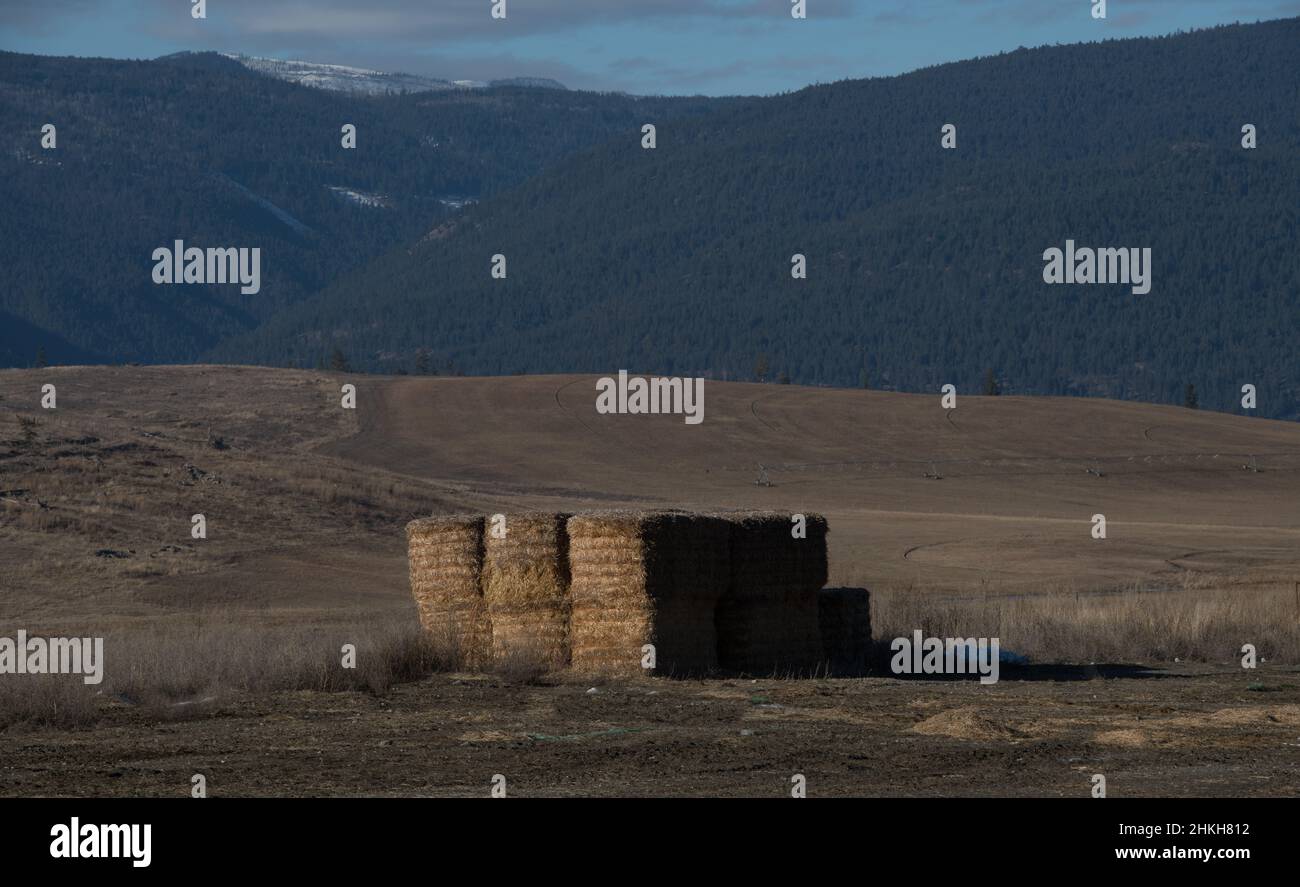 large square hay bales stacked in field in Wyoming mountains in background dry grass in field on horse or cattle ranch in western U.S.A. landscape Stock Photo