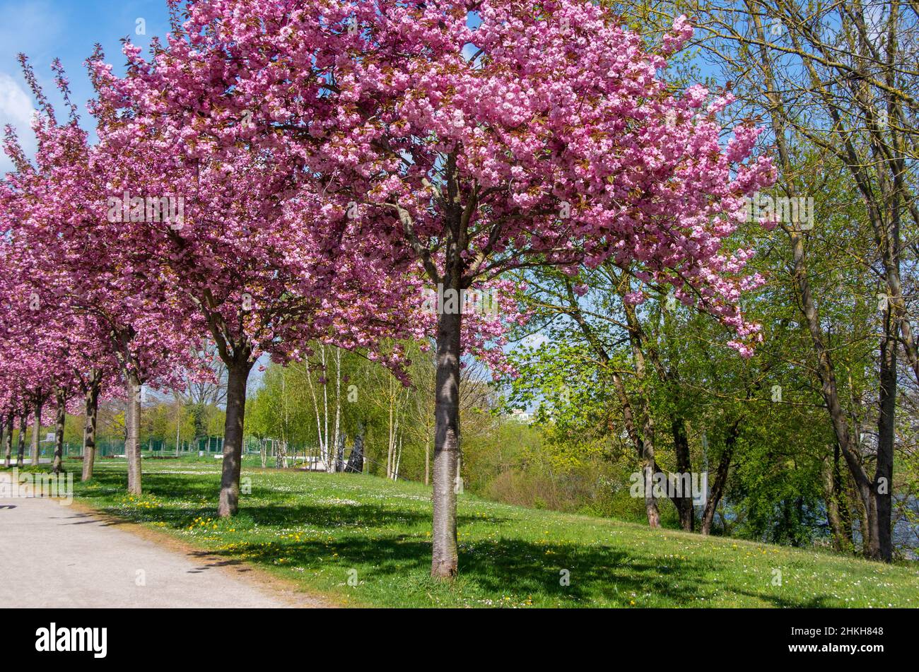 Flowering ornamental cherries in the sunlight stand in a row Stock Photo