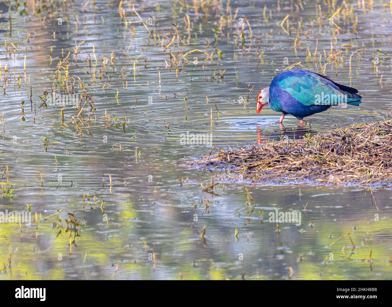 Grey Headed Swamphen in a lake Stock Photo