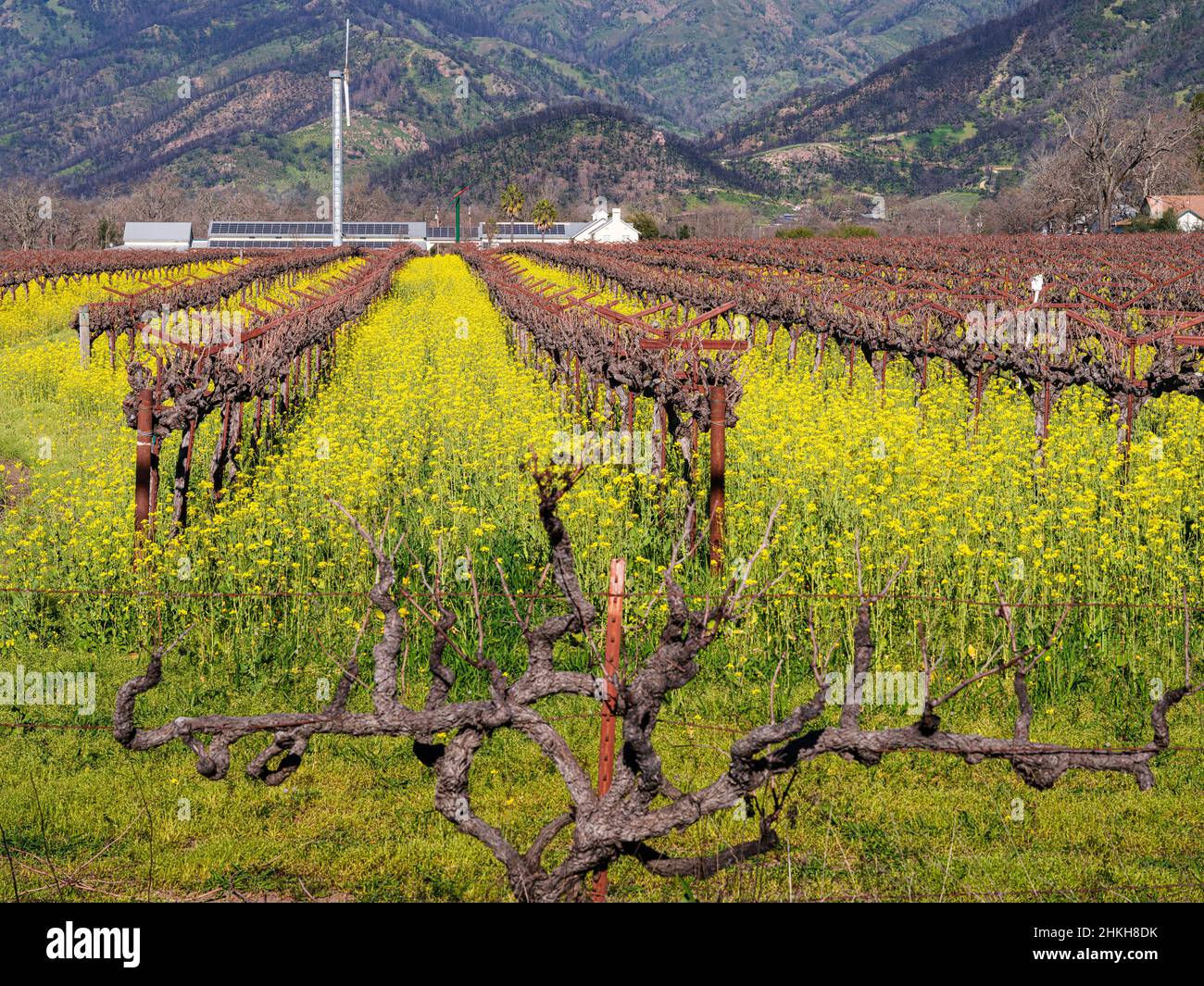 A field of mustard flowers on vineyard in Napa Valley, California. Stock Photo