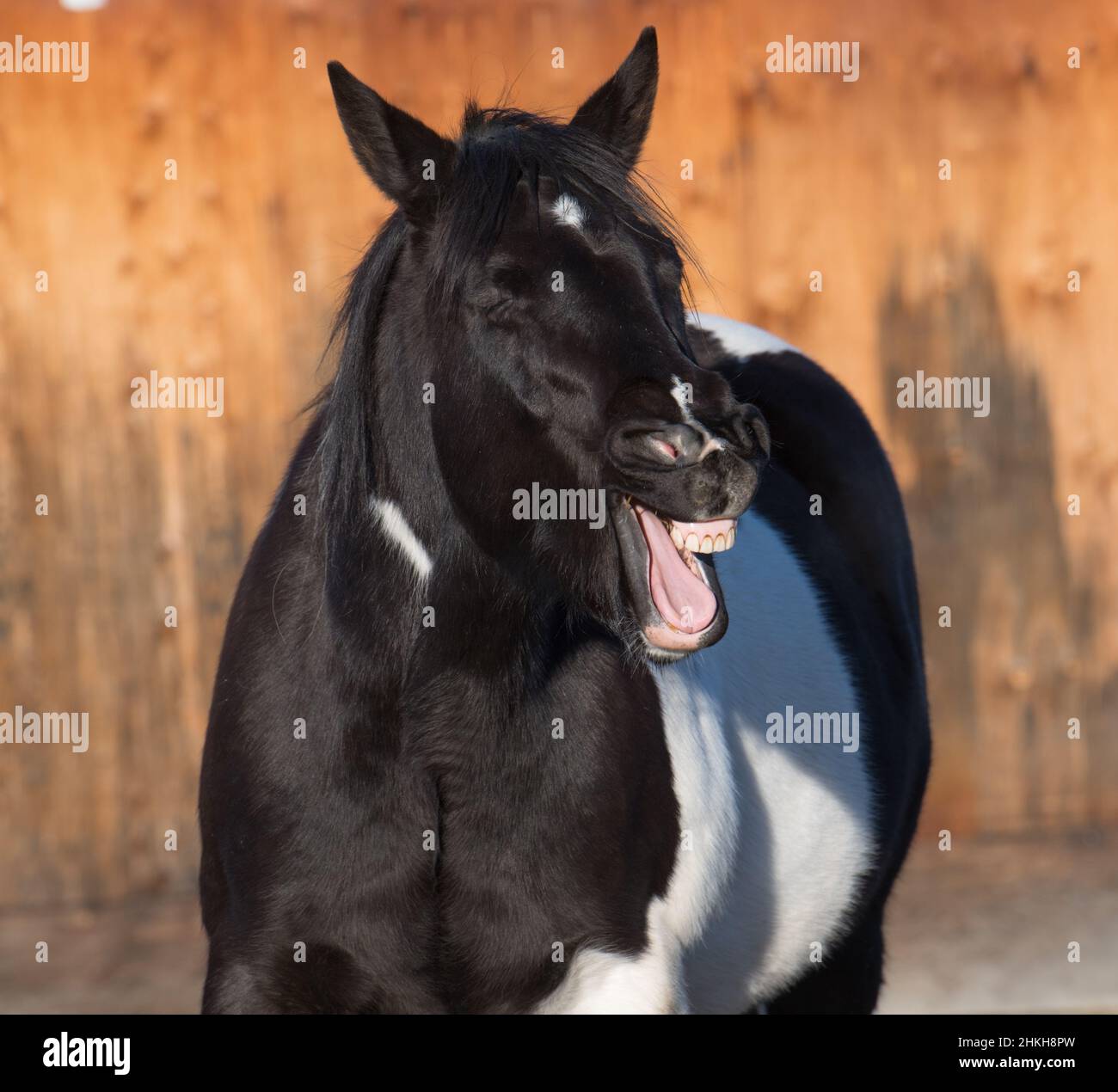 black and white pinto colored horse coughing laughing or yawning humorous funny photo of horse with mouth wide open top teeth and tongue visible Stock Photo