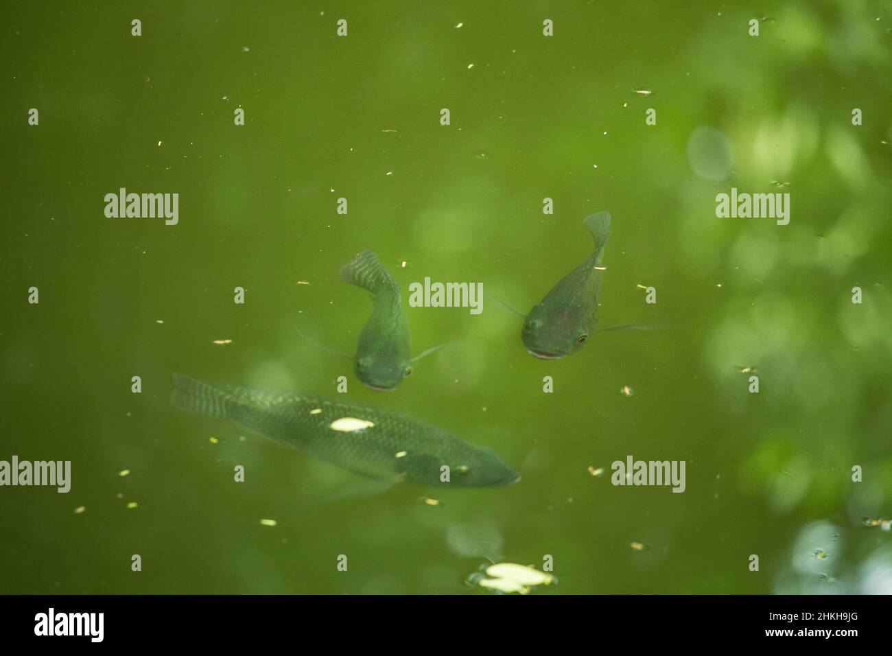 Green Tilapia fish swimming in a pond Stock Photo