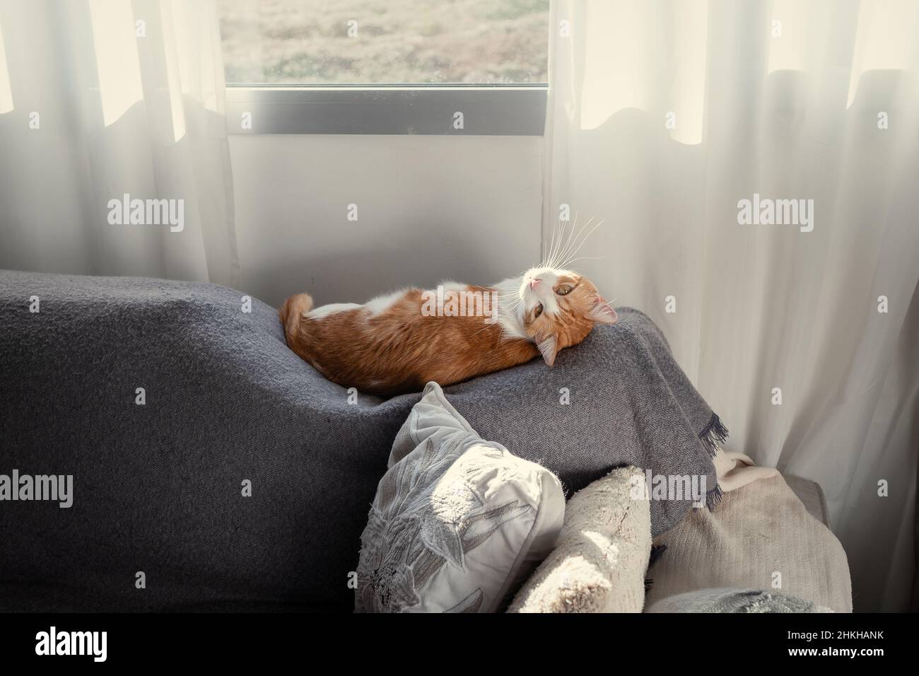 brown and white cat with yellow eyes lying on a gray sofa under the ...