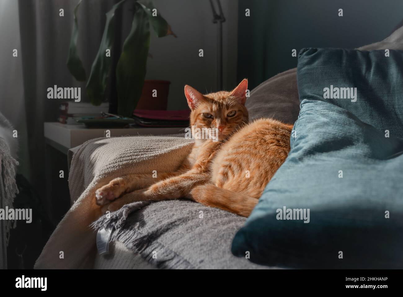 brown tabby cat with green eyes lying on a sofa under the light of the ...