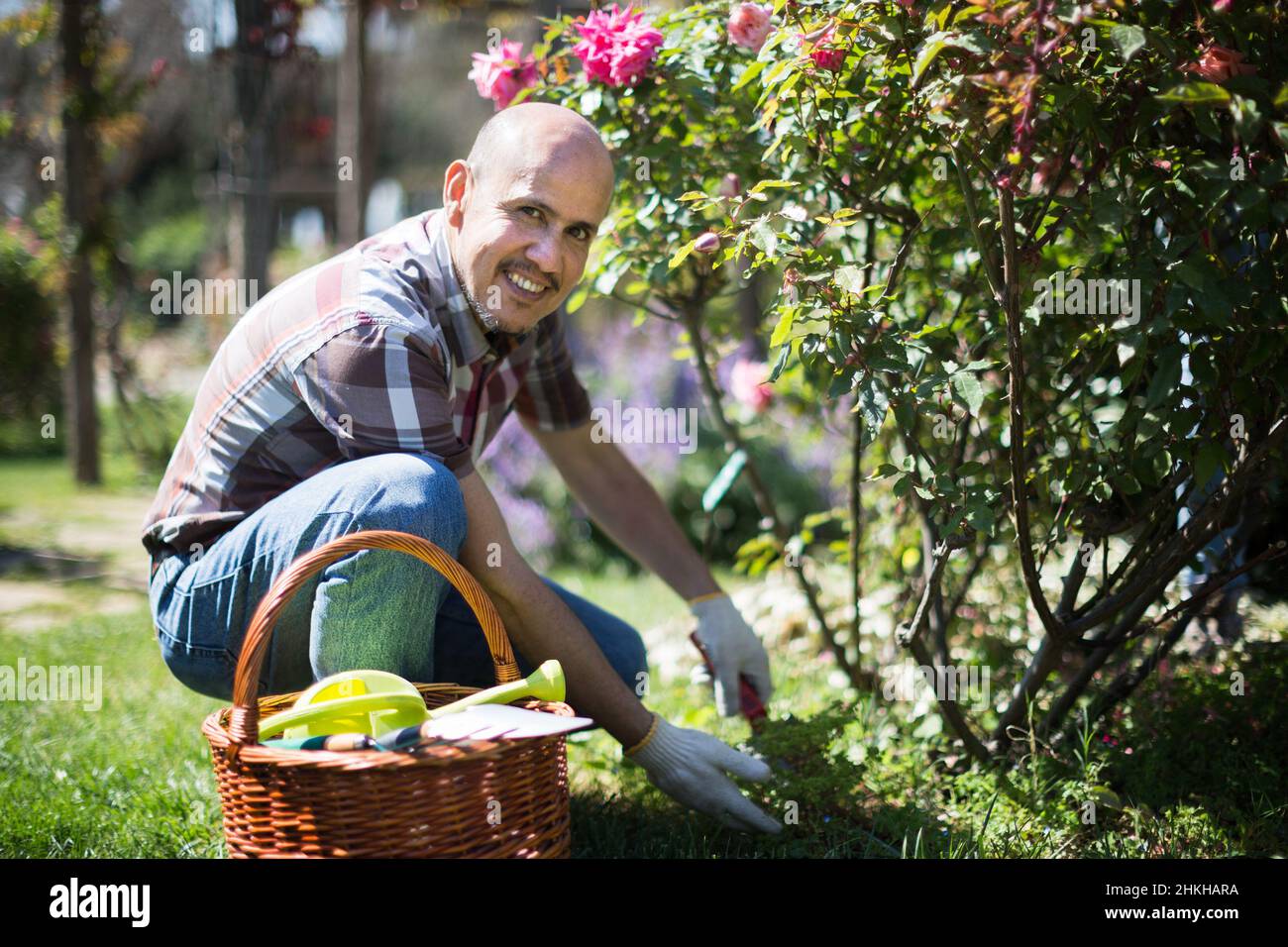 man gardener caring for roses in the garden Stock Photo