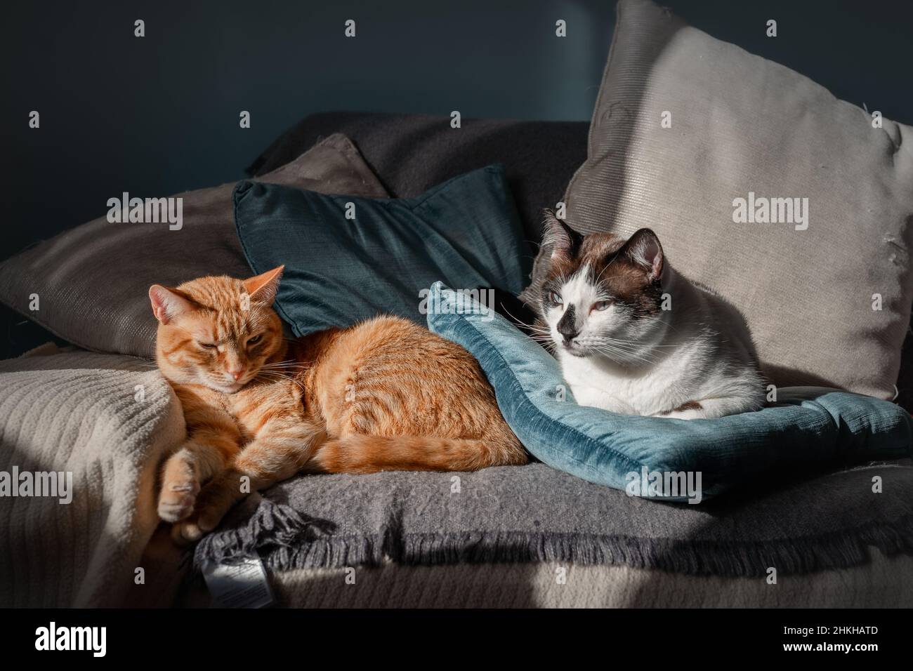 brown tabby cat and black and white cat lying on a sofa under the light ...