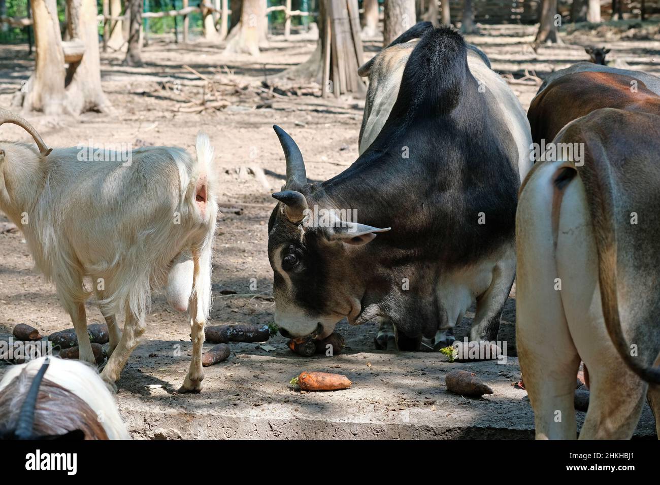 Zebu and goats in the zoo. Zebu got down to eat vegetables closeup