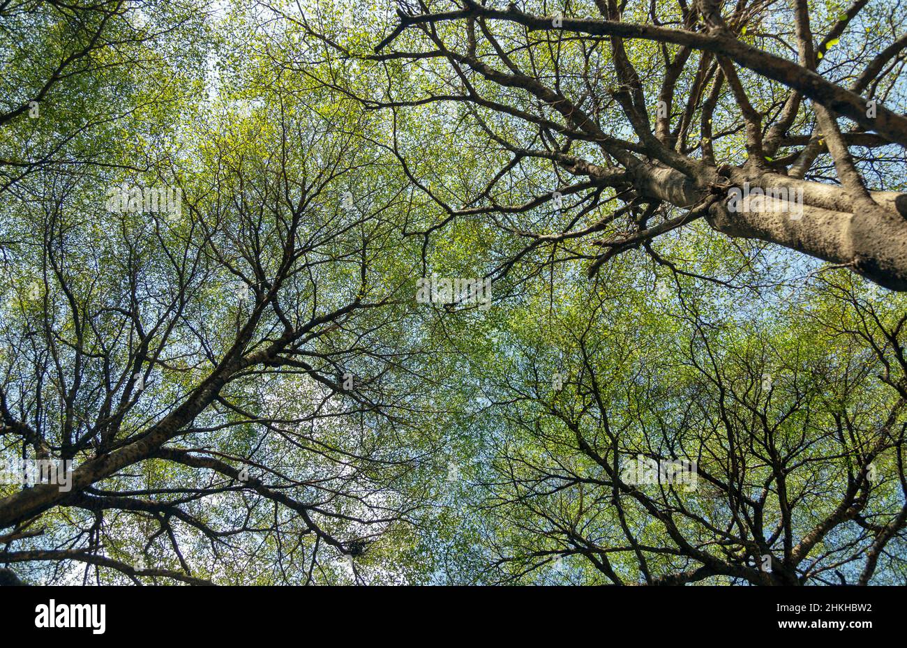 under giant tree on branch in nature background. nature pattern of tree from worm view in cleary day. beauty in nature concept with green leaf of gian Stock Photo