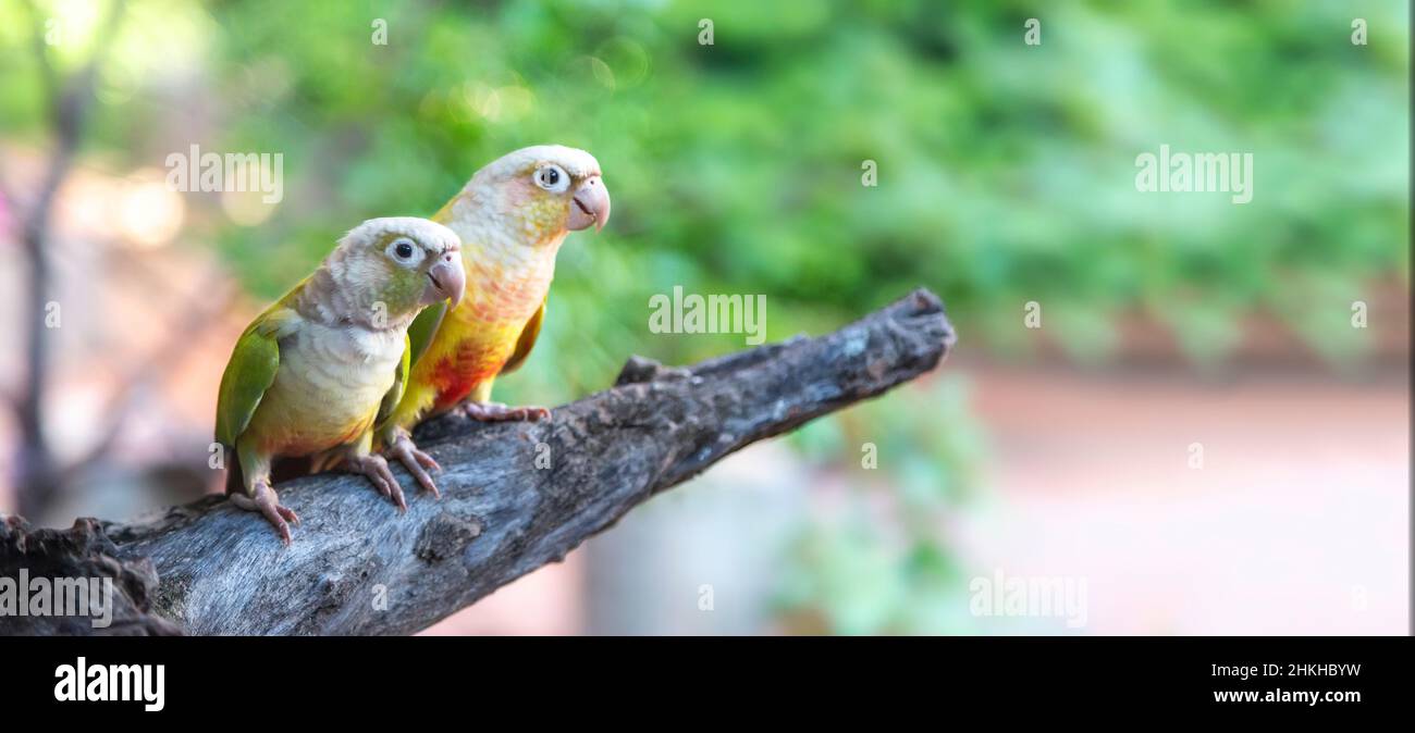 Greenand multicolour parrots sitting on the branch in courtship love ceremony in forest. Two birds on the branch in Green vegetation. Stock Photo