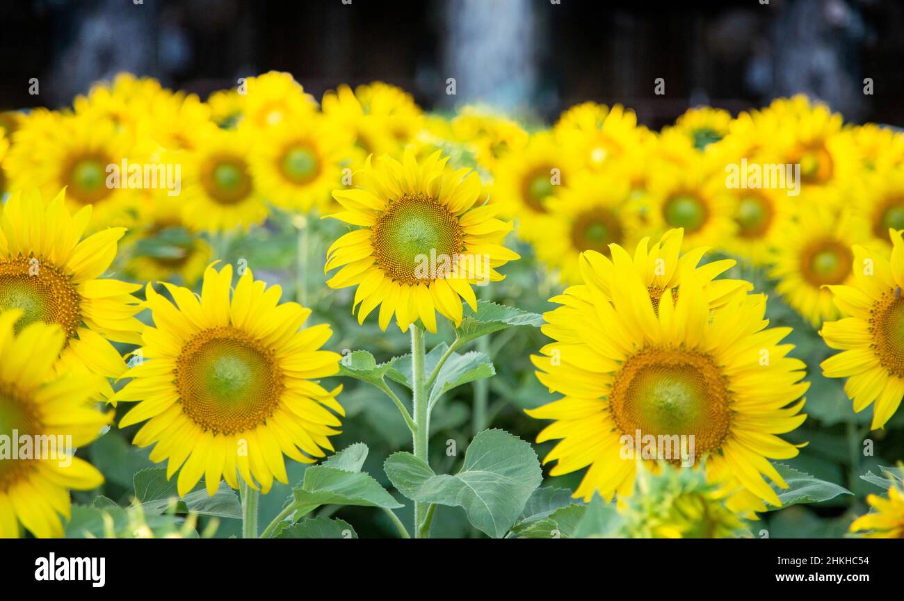 sunflower garden on field Stock Photo