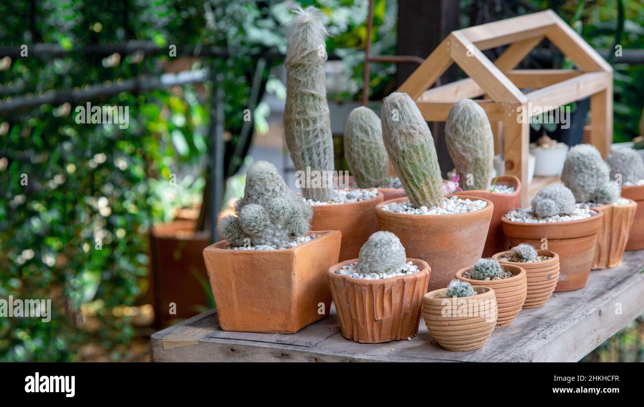 decoration minimal garden with cactus tree on wood table Stock Photo