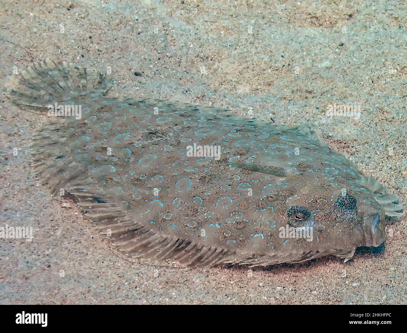 A Leopard Flounder (Bothus pantherinus) in the Red Sea, Egypt Stock Photo