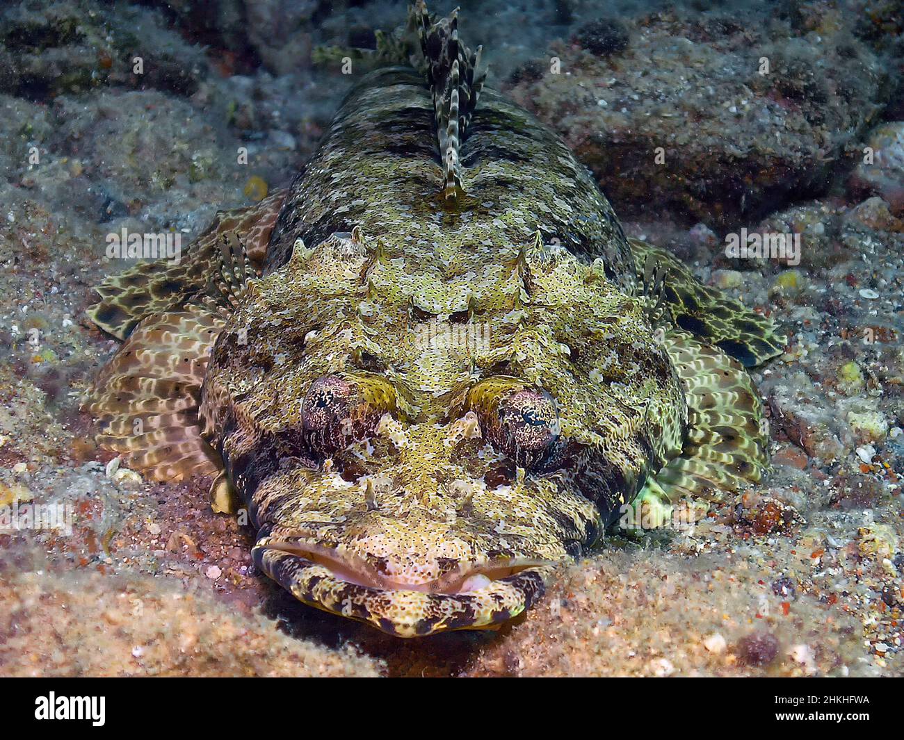 A Crocodilefish (Papilloculiceps longiceps) in the Red Sea Stock Photo