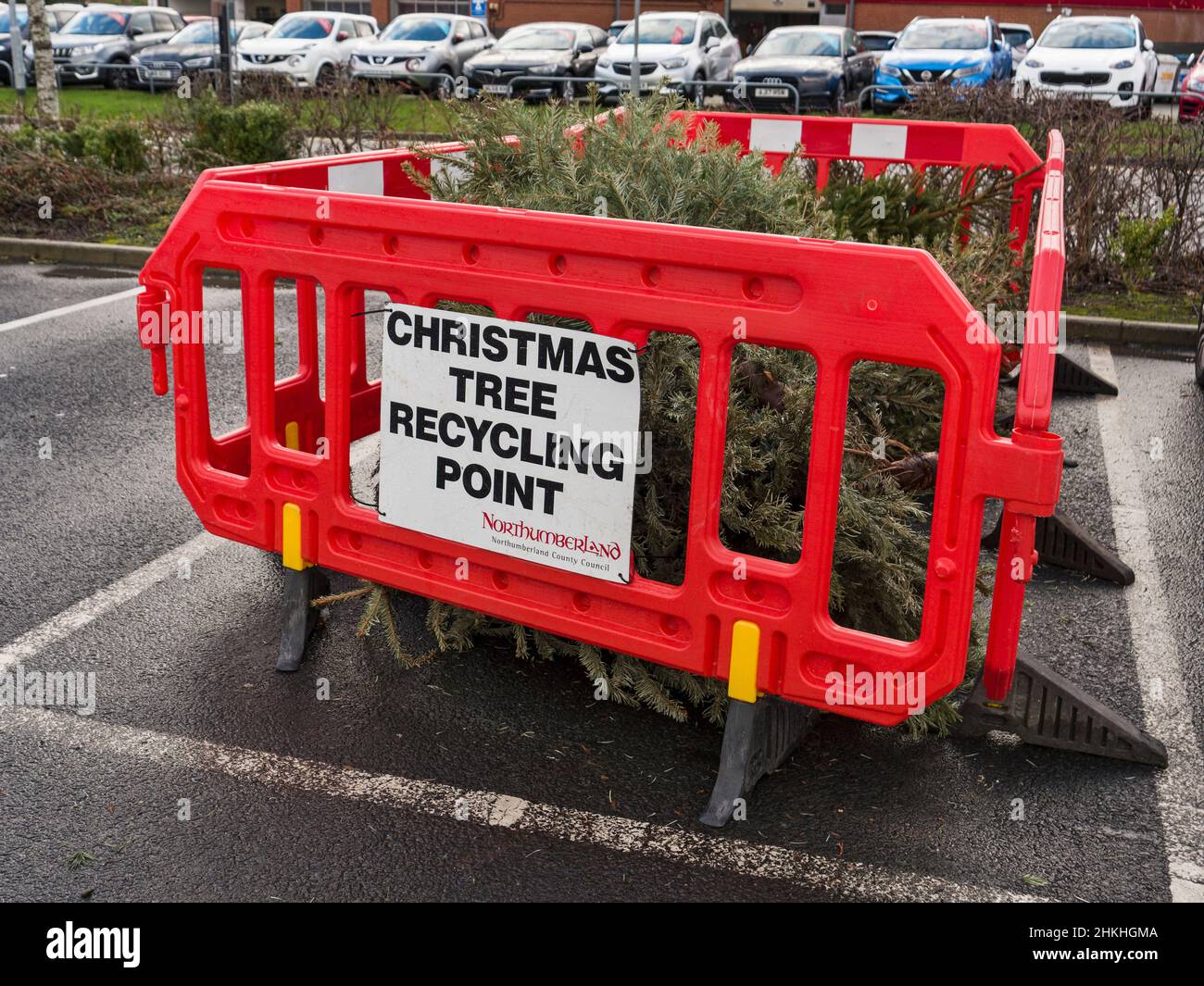 Recycling and disposal site for Christmas trees in Northumberland, UK