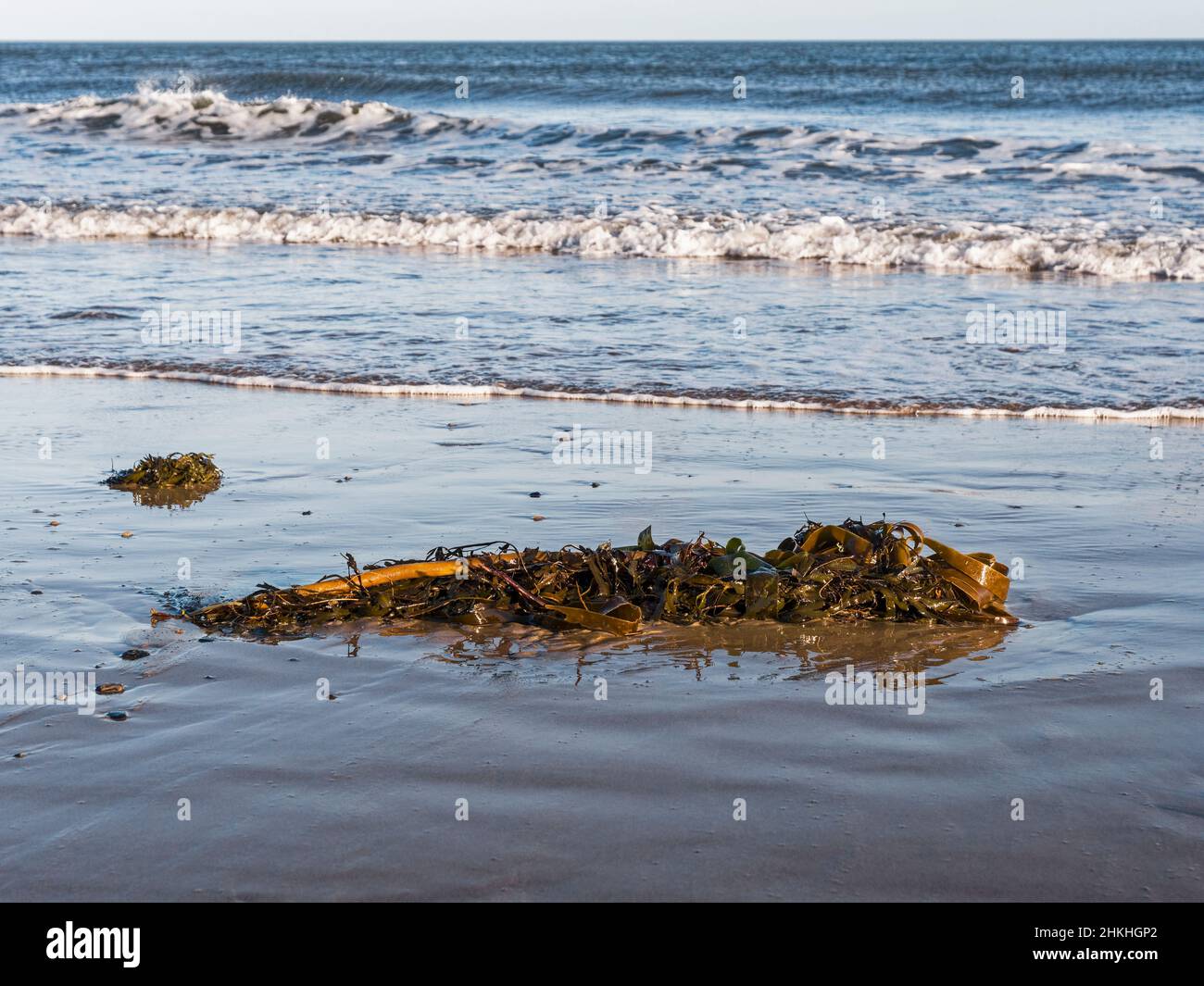 Laminaria digitata or Oarweed washed up on Cambois beach in Northumberland, UK. Stock Photo