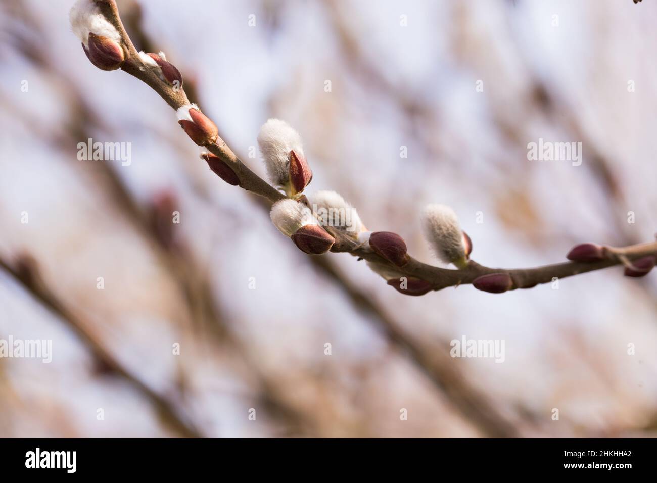 spring shoots on salix branches Stock Photo