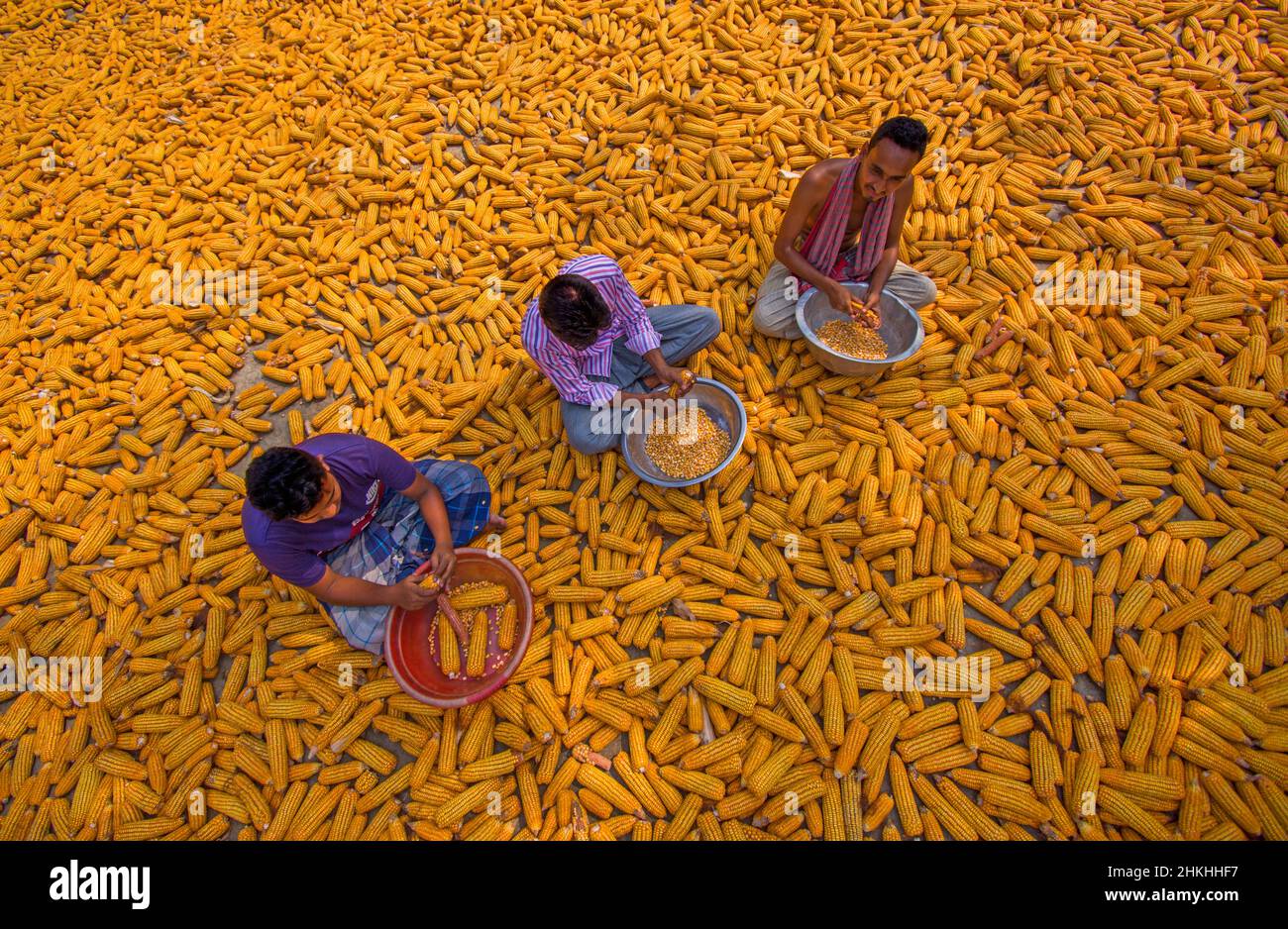 Processed Maize Birds eye food processing plant hi-res stock photography and images - Alamy