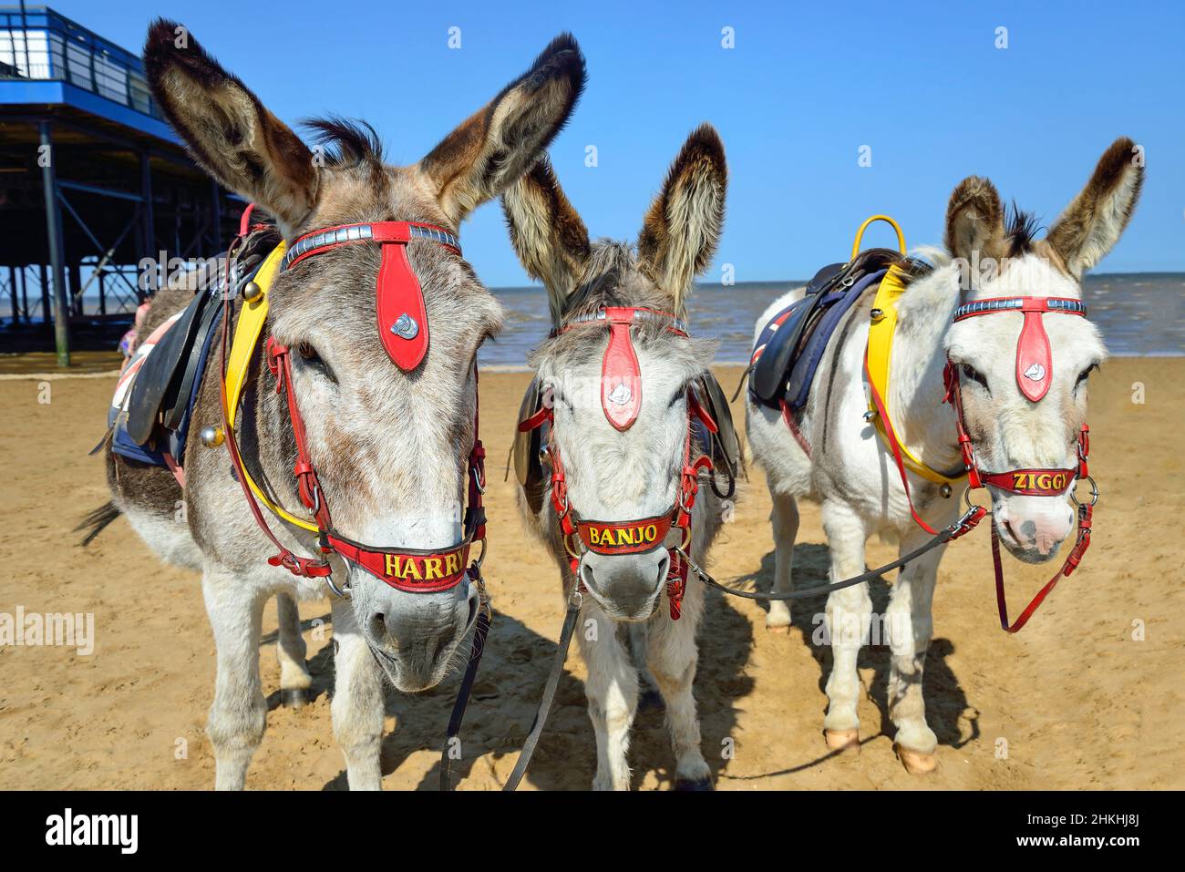 Children's donkey rides on Cleethorpes Beach, Cleethorpes, Lincolnshire ...