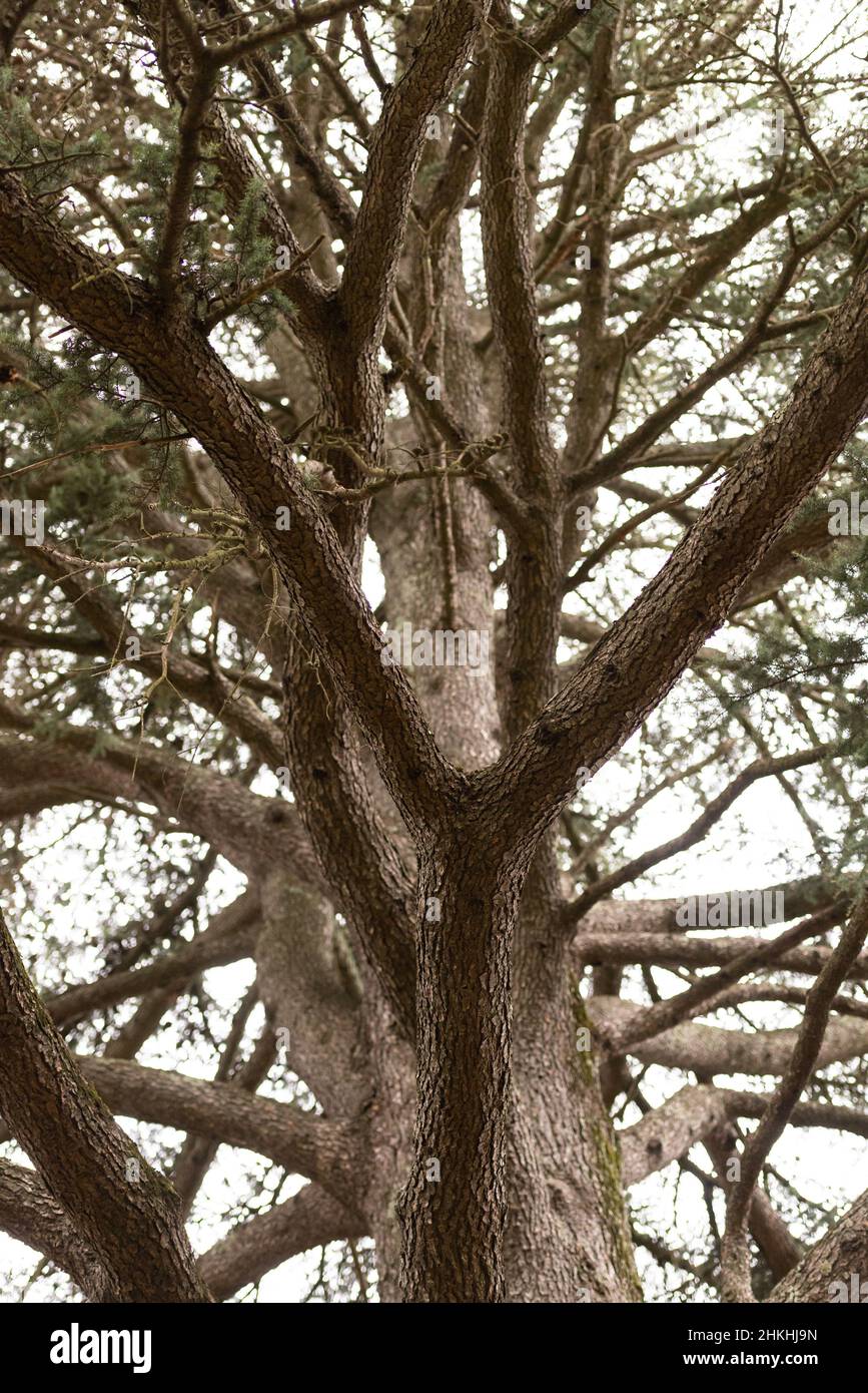 A huge juniper tree from below. Juniper from the Alpine mountains with ...