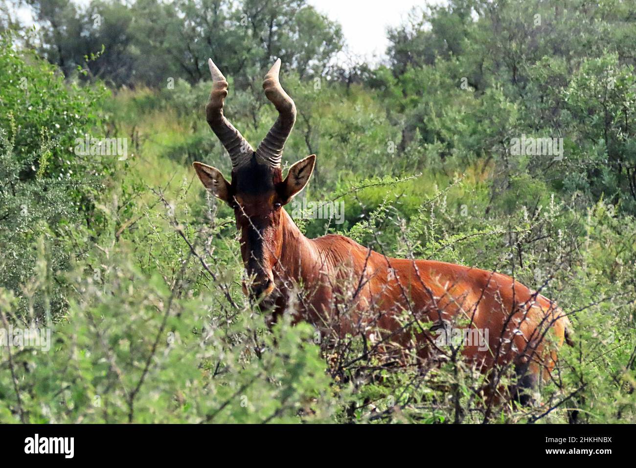 A Red Hartebeest (Alcelaphus buselaphus caama) looking at the camera through thorn trees during the wet season outside Windhoek, Namibia. Stock Photo