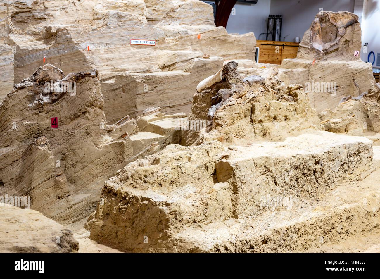 Hot Springs, South Dakota -10.2021: bones being excavated at the Mammoth Dig site caused by a collapsed sink hole Stock Photo