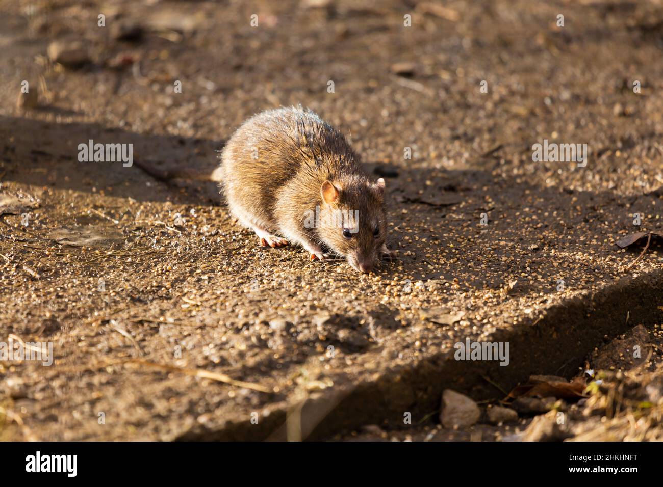 Common brown rat, rattus norvegicus, eating bird seed dropped from a tree feeder. Stock Photo