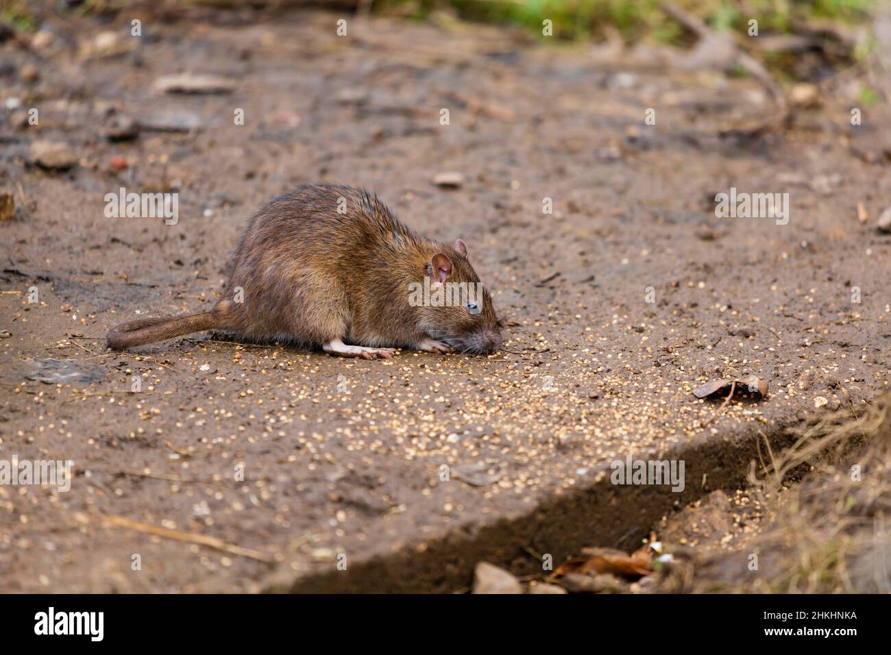 Common brown rat, rattus norvegicus, eating bird seed dropped from a