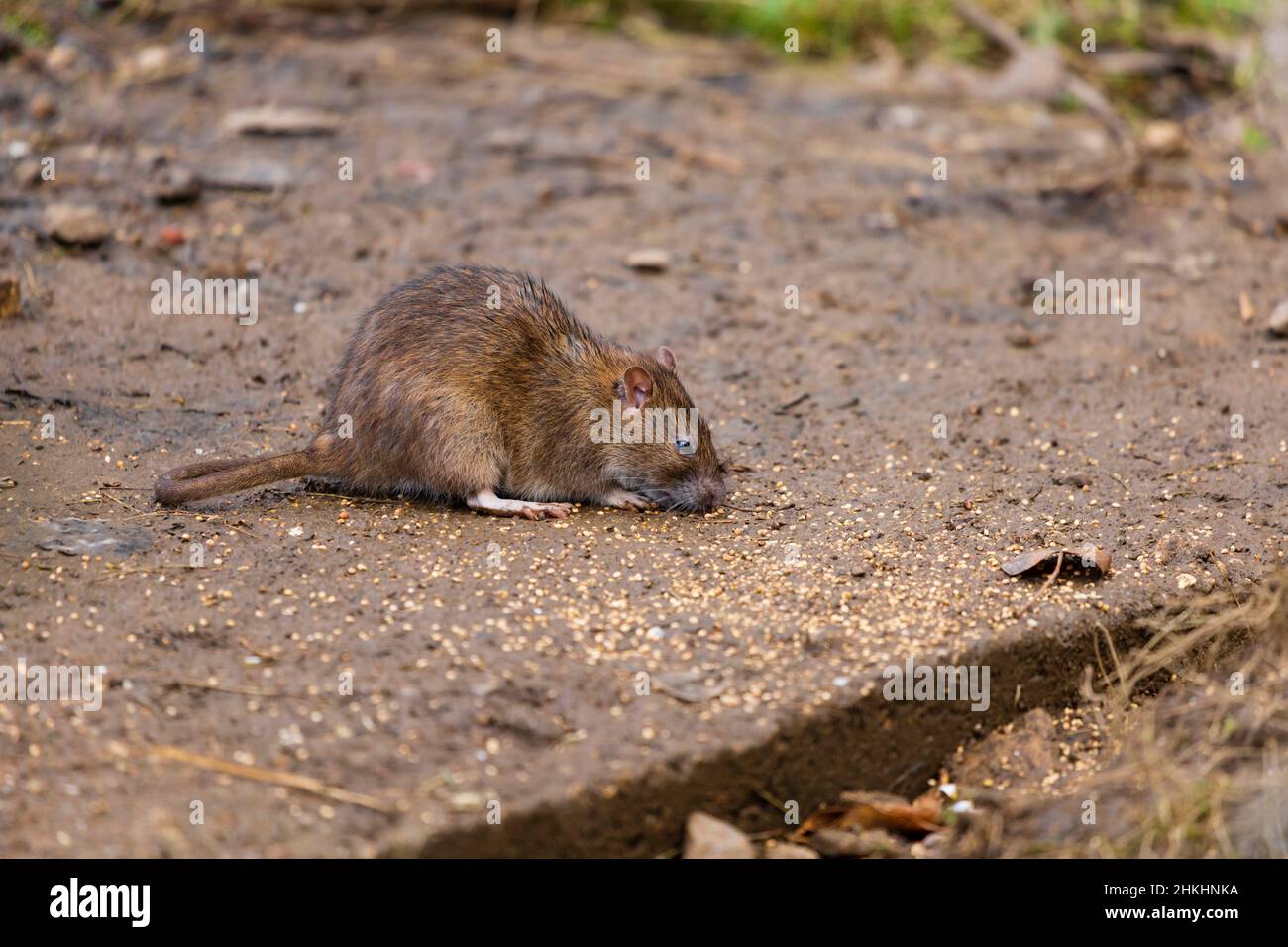 Common brown rat, rattus norvegicus, eating bird seed dropped from a tree feeder. Stock Photo
