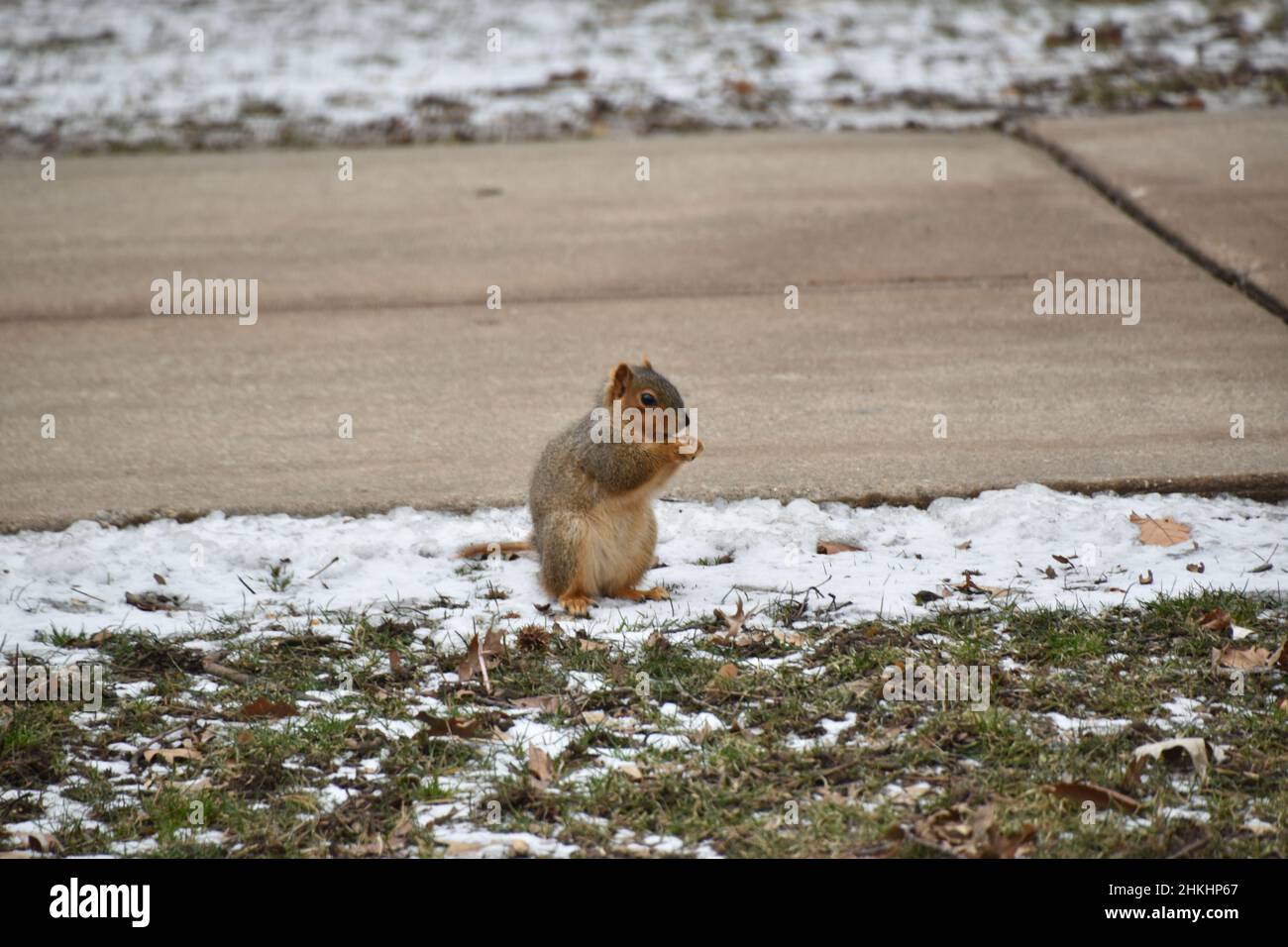 Cold Fox Squirrel (Sciurus niger) Eating at Illinois State University, Normal IL, USA Stock Photo