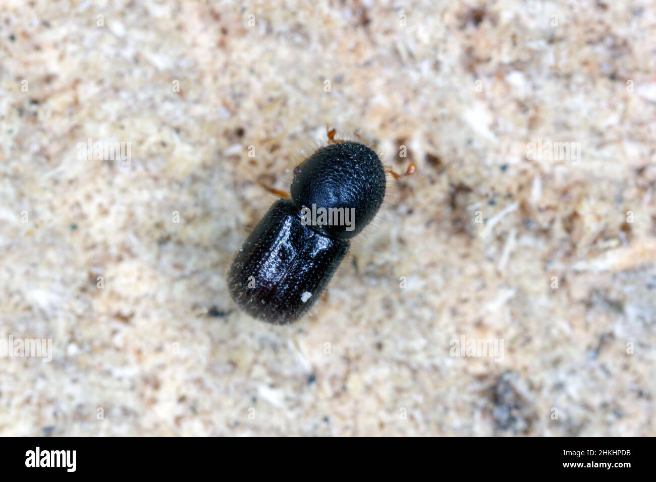 Anisandrus - Xyleborus dispar (pear blight beetle) - ambrosia beetle, female. It is a species of bark beetles (subfamily Scolytinae) a pest. Stock Photo