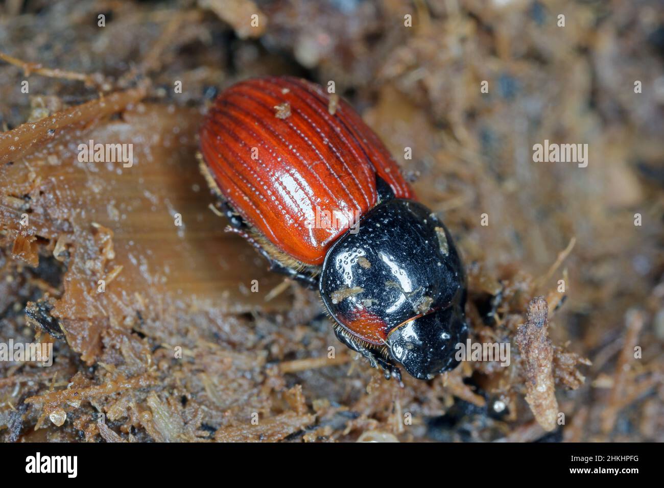 Dumding Insect Night flying dung beetle hi-res stock photography and images - Alamy