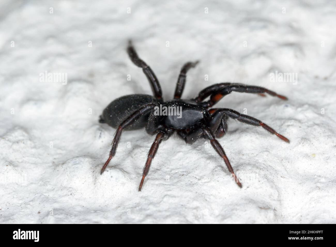 A black spider on the wall of a house. Stock Photo