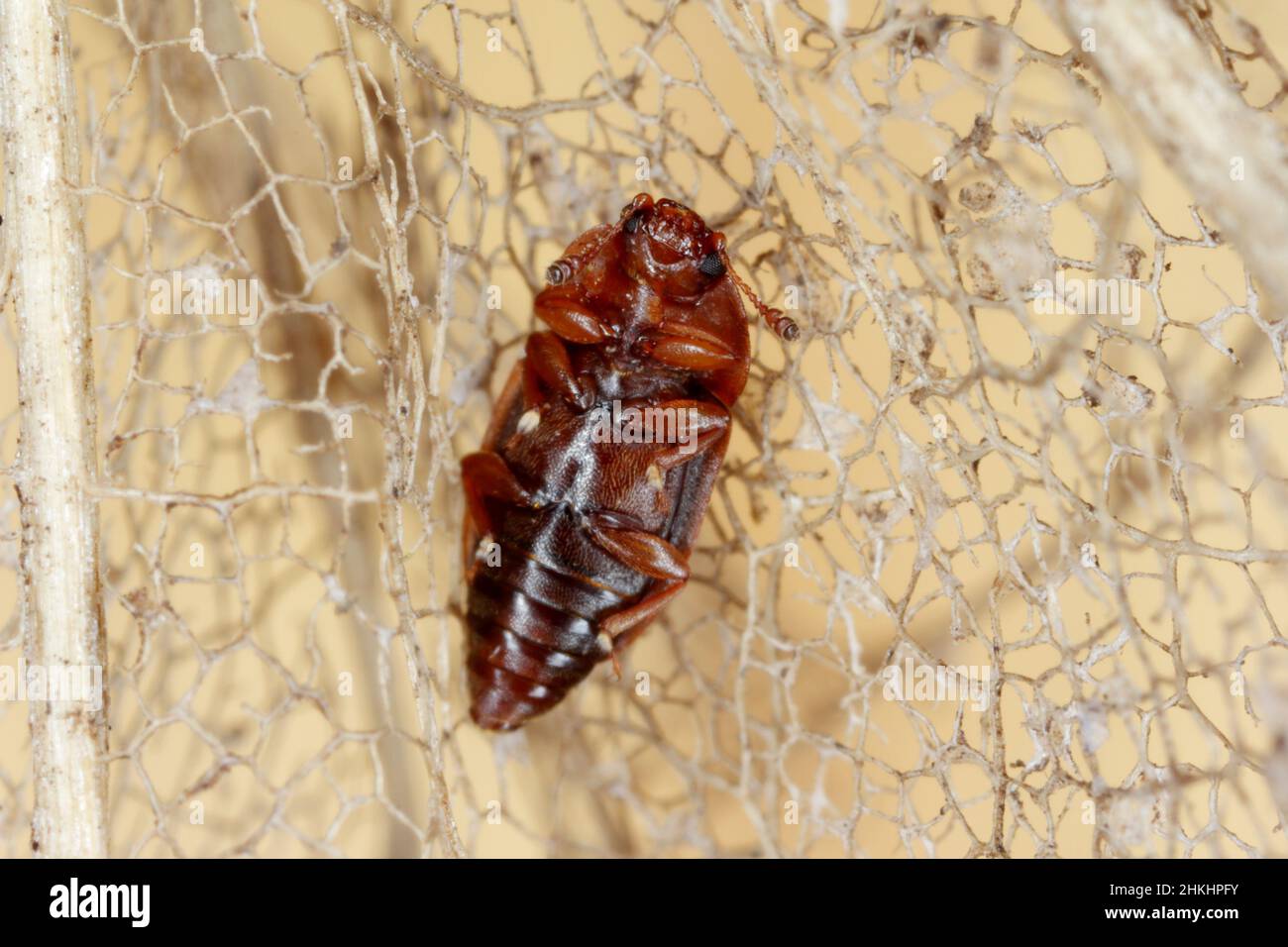 Epuraea biguttata - a tiny beetle of the family Nitidulidae (the sap beetles). Stock Photo