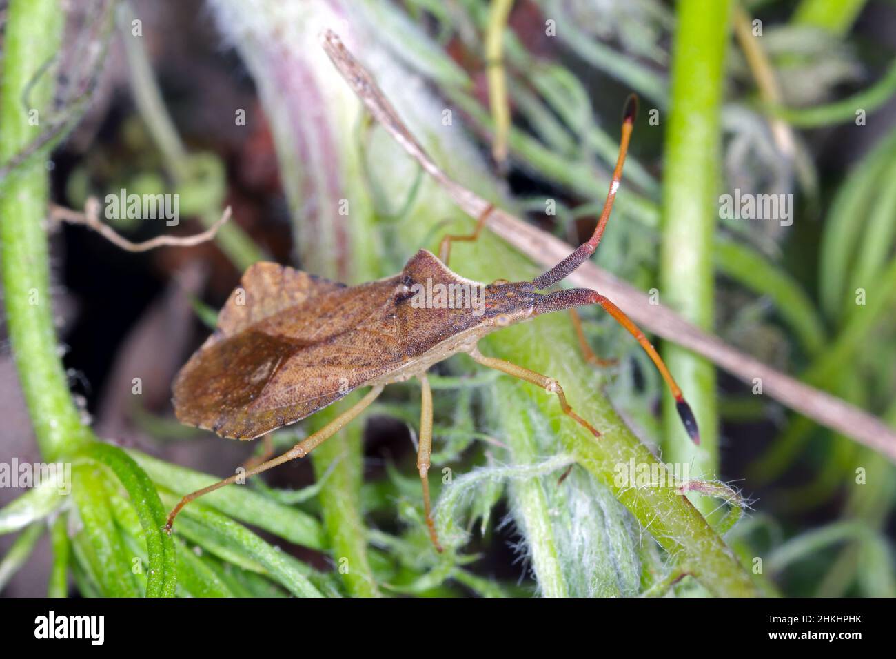 A closeup shot of a Rhombic Leatherbug, Syromastus rhombeus, sipping from a fresh plant. Stock Photo