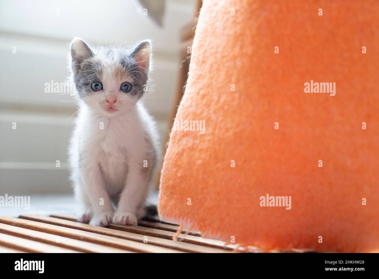 A Cute shy little Grey and white young cat or kitten looking at the camera from behind a blanket Stock Photo