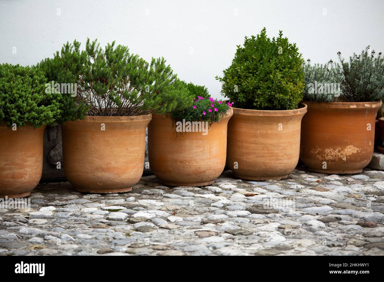 group of terracotta flower pots with growing plants Stock Photo Alamy