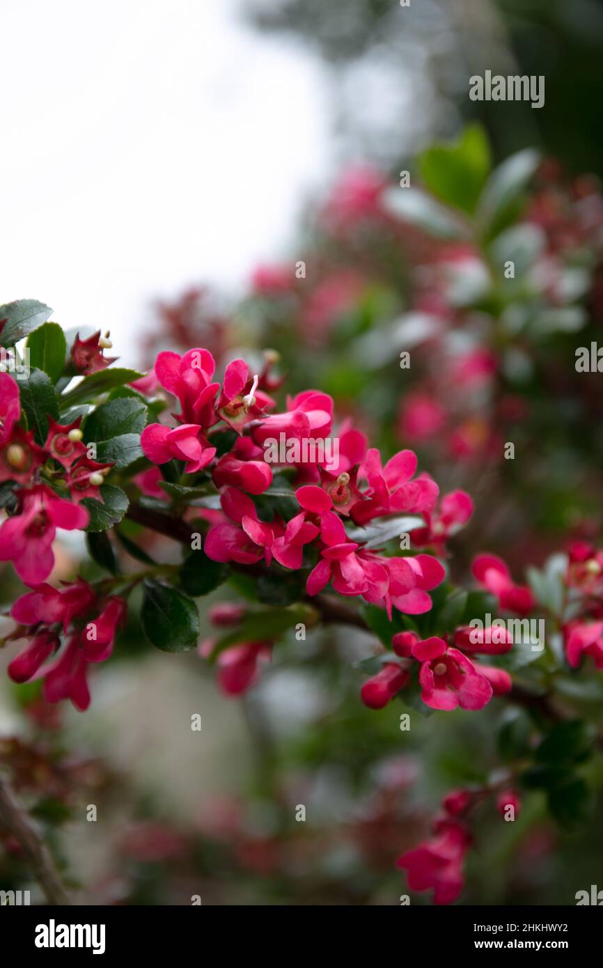 Pink wild flowering plant Redclaws ( Escallonia rubra ) Stock Photo