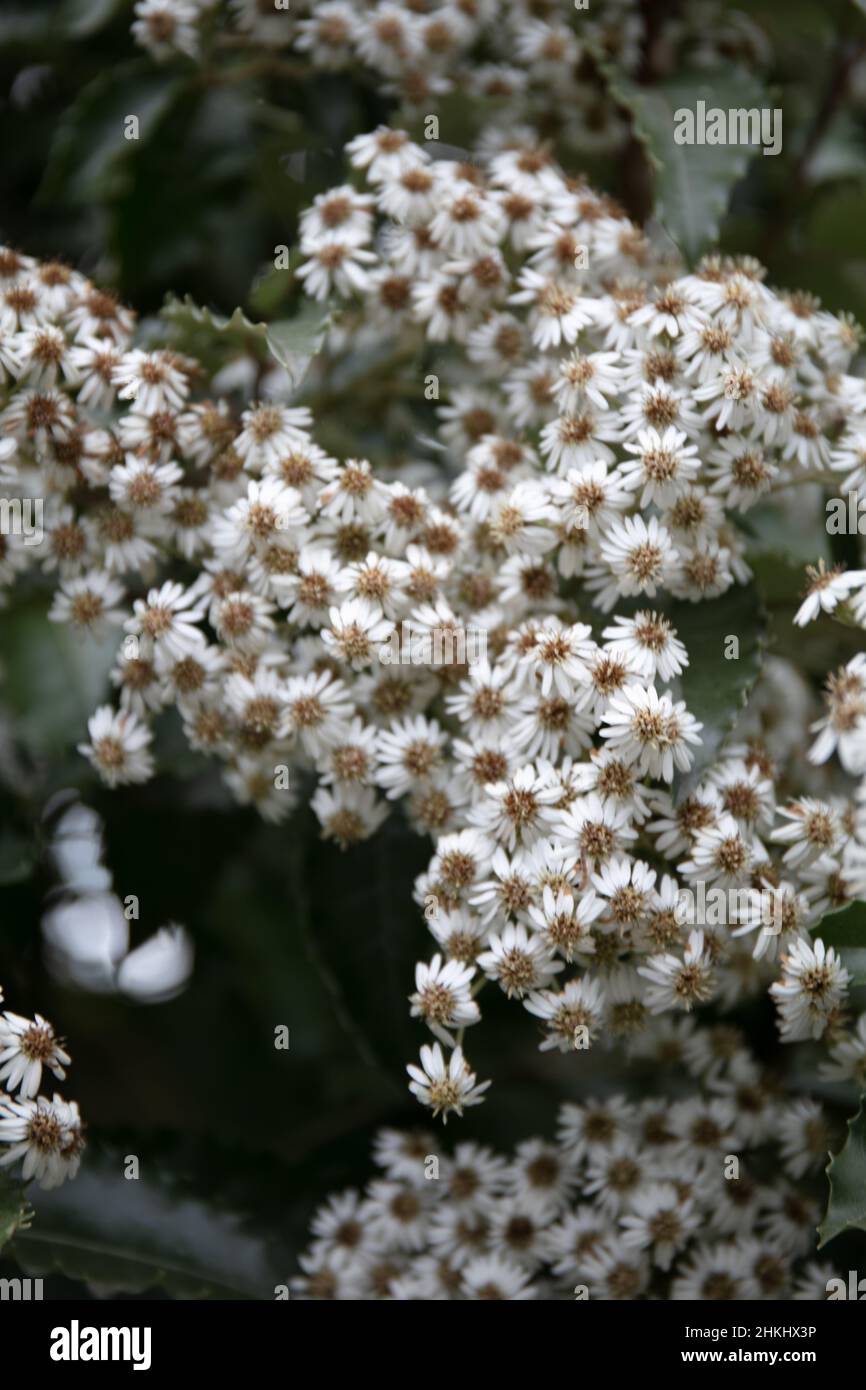 White flowering plant New Zealand Holly ( Olearia macrodonta Baker ) Stock Photo
