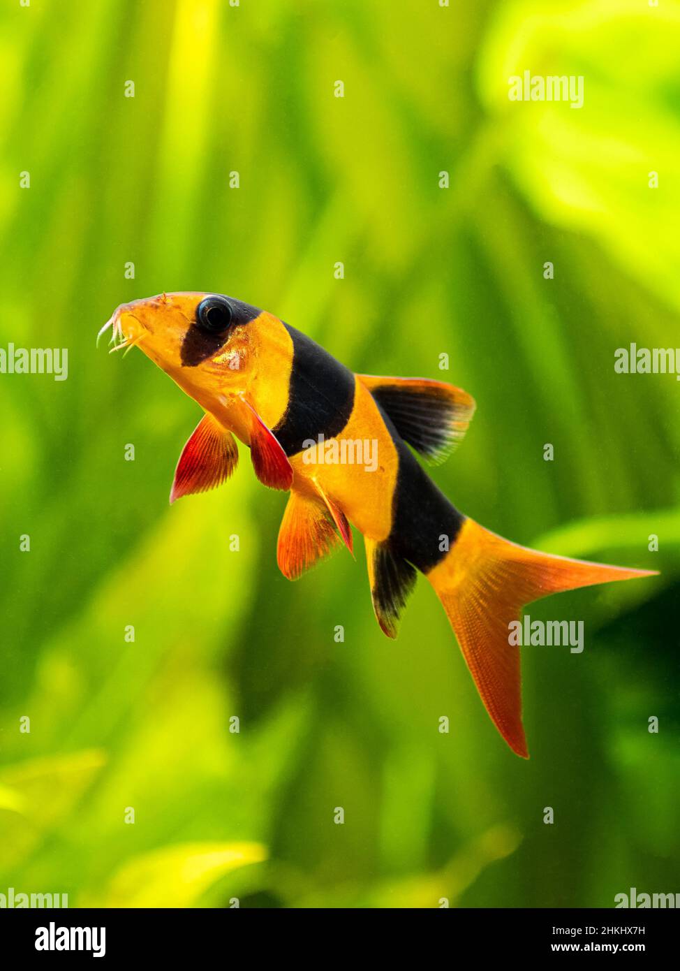 large clown loach isolated in fish tank (Chromobotia macracanthus) with blurred background Stock Photo