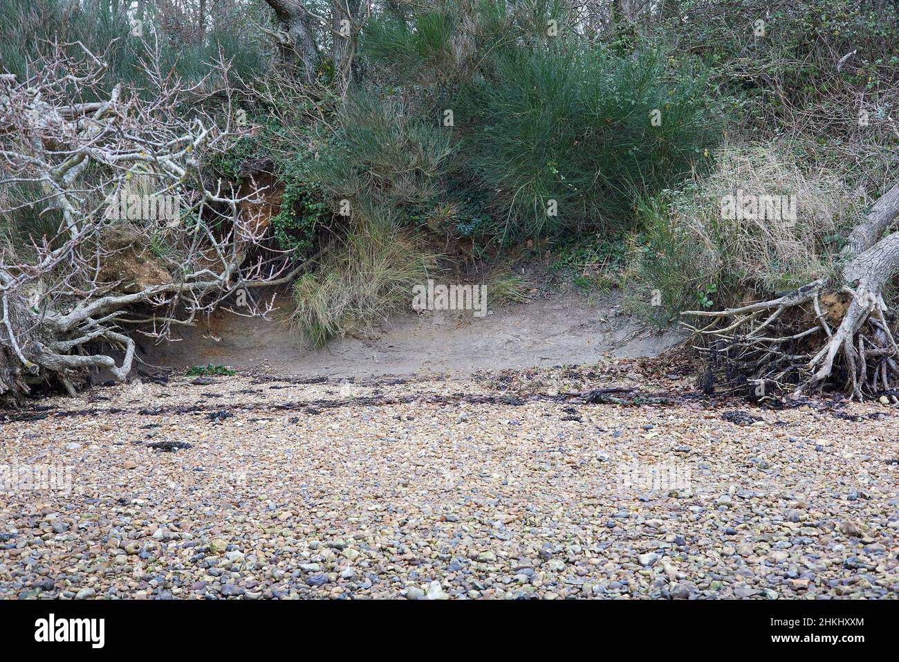 Soil has been washed away between trees due to low level coastal erosion. Stock Photo