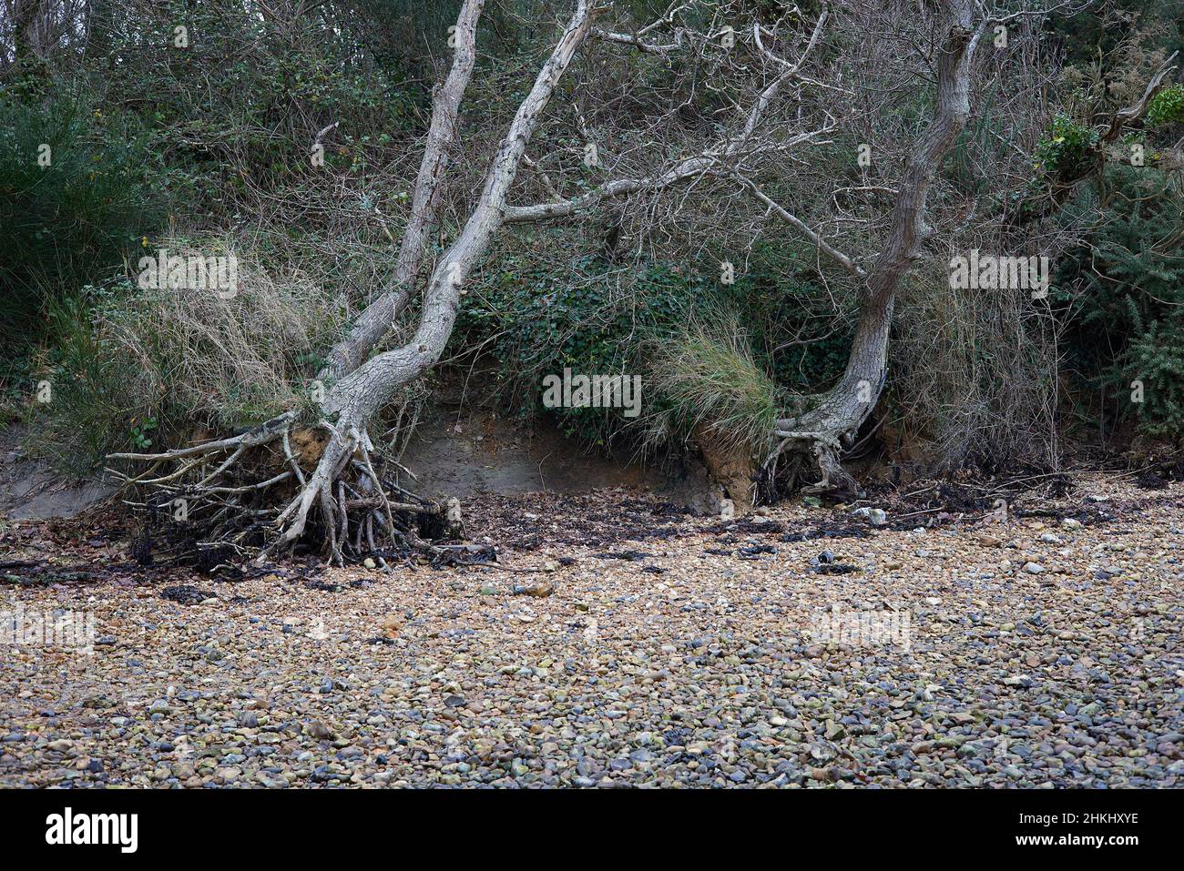 Trees clinging with their roots despite the washed away soil due to low level coastal erosion. Stock Photo