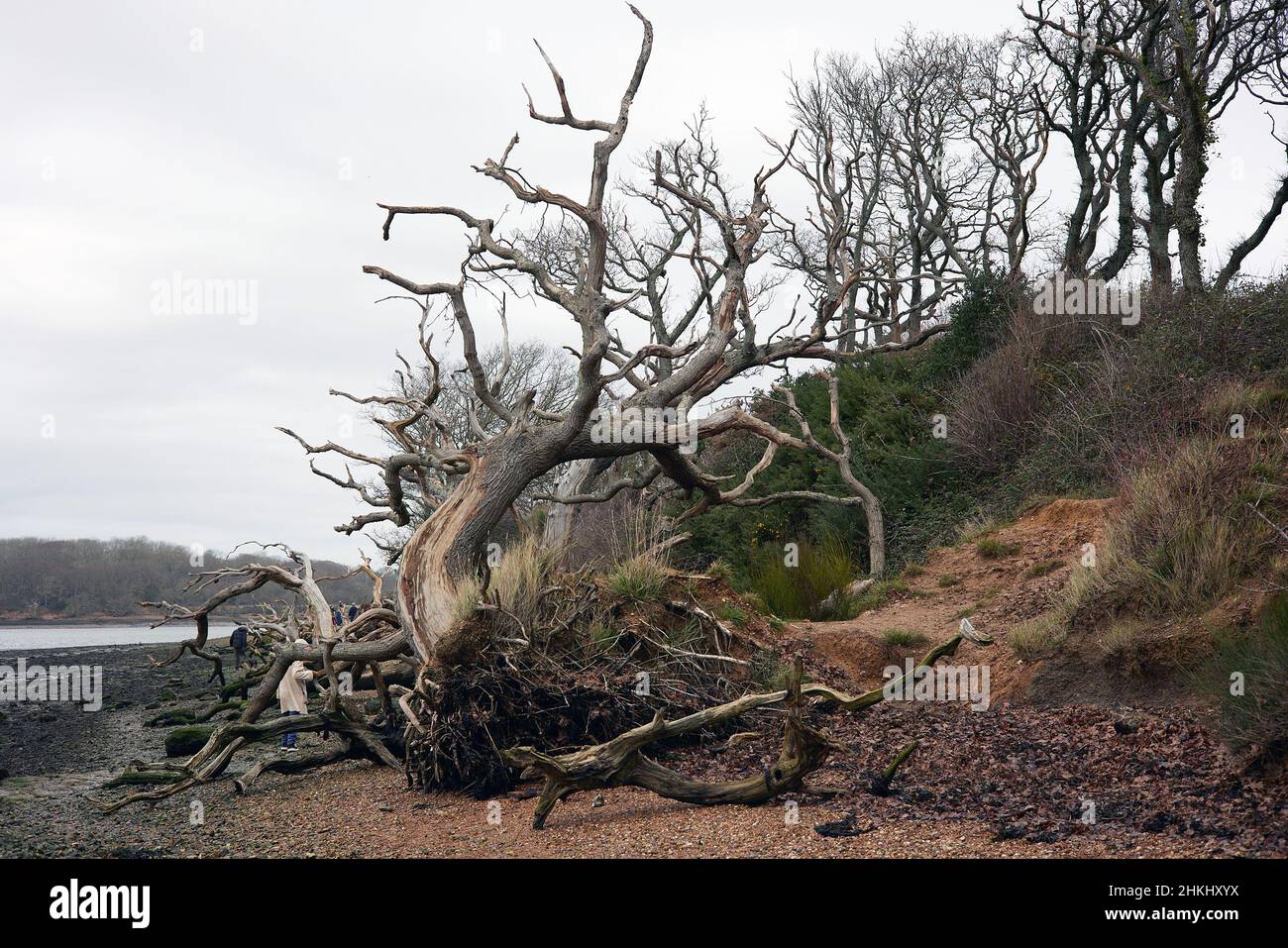 Trees clinging with their roots despite the washed away soil due to low level coastal erosion. Stock Photo