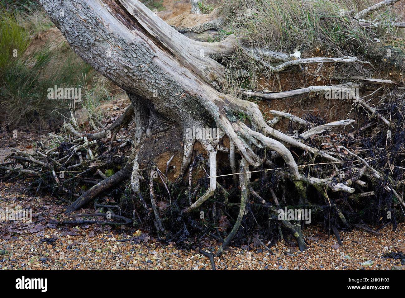 Trees clinging with their roots despite the washed away soil due to low level coastal erosion. Stock Photo